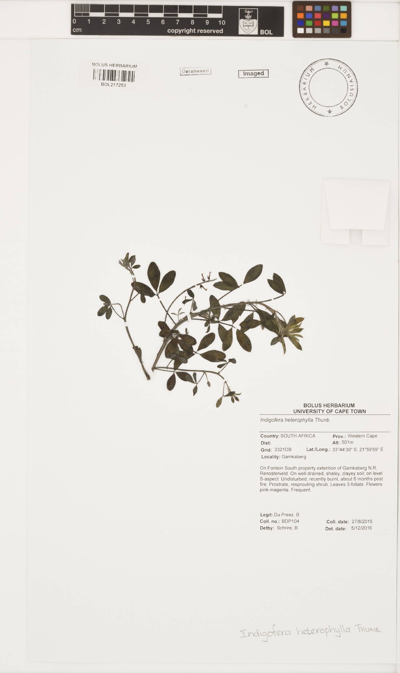 Indigofera heterophylla image