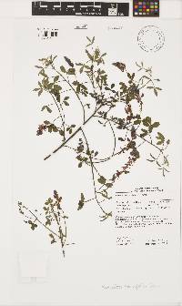 Indigofera heterophylla image