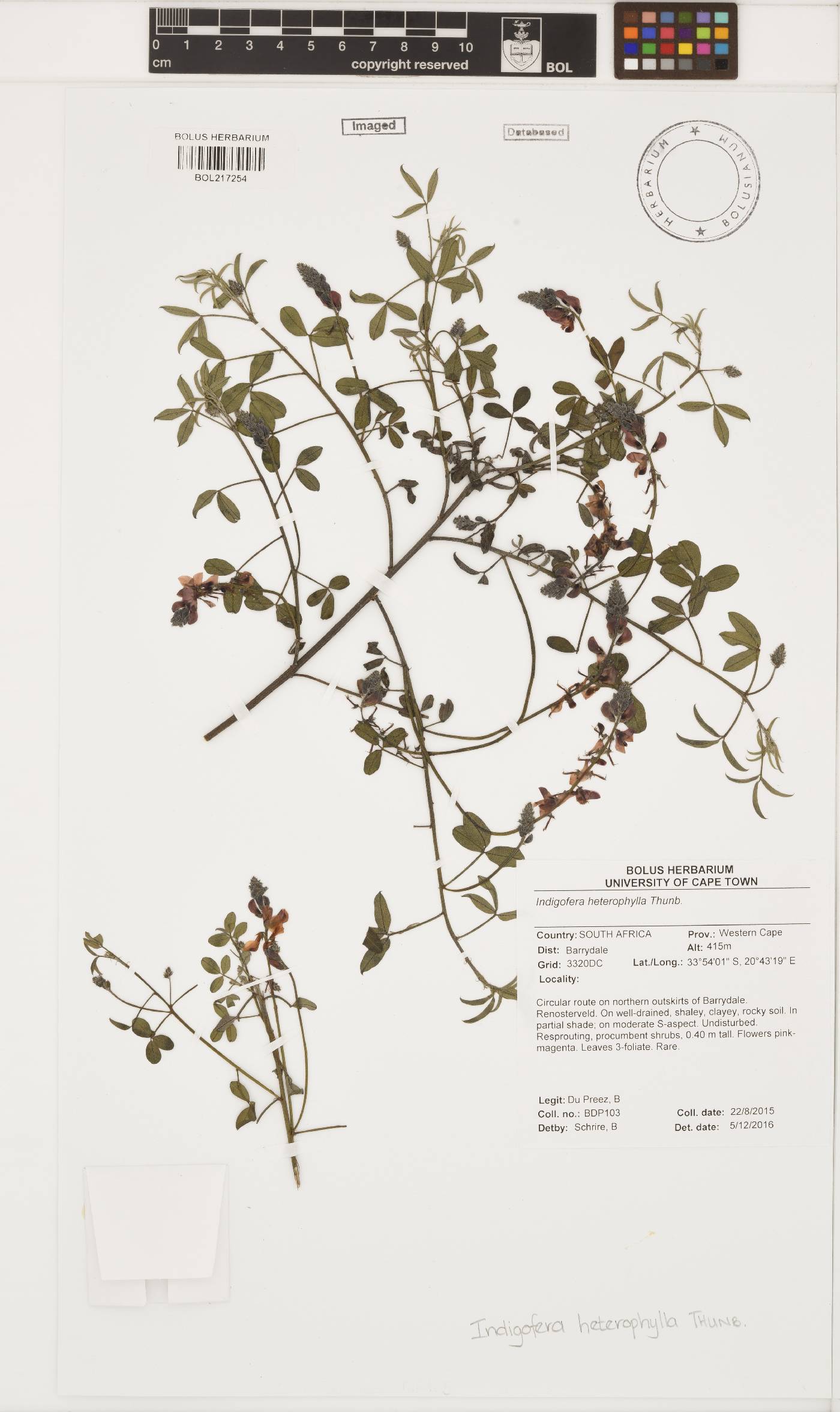 Indigofera heterophylla image