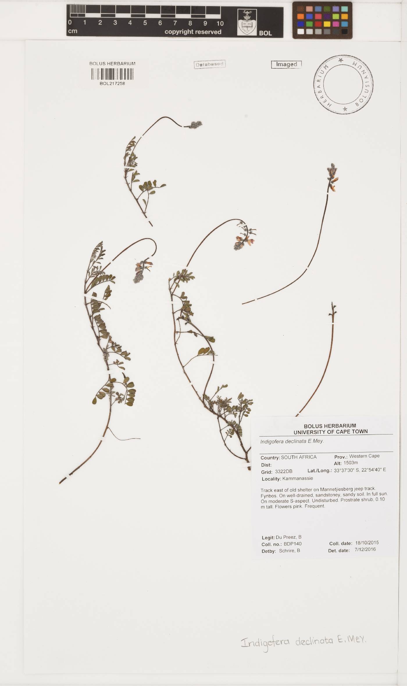 Indigofera declinata image