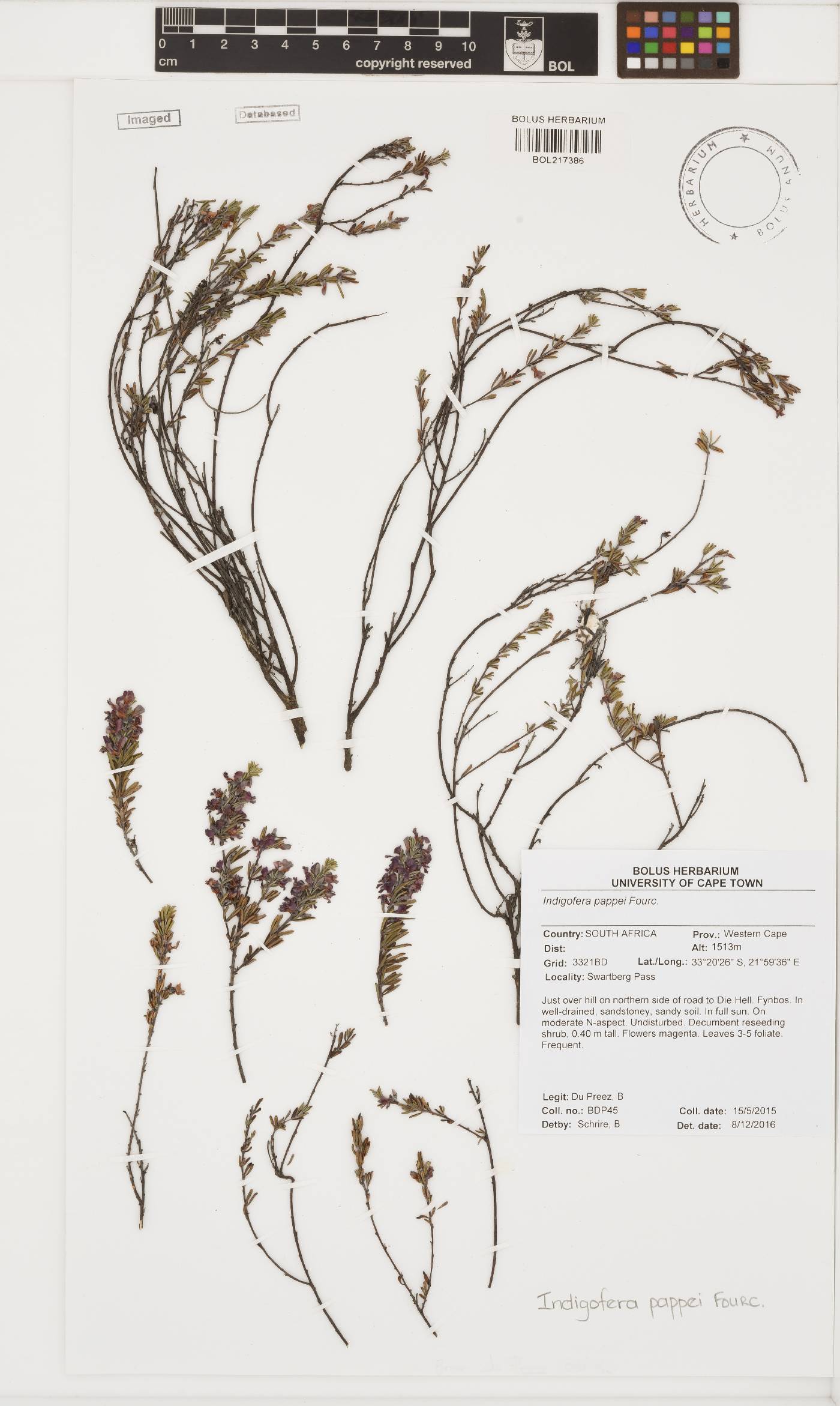 Indigofera pappei image