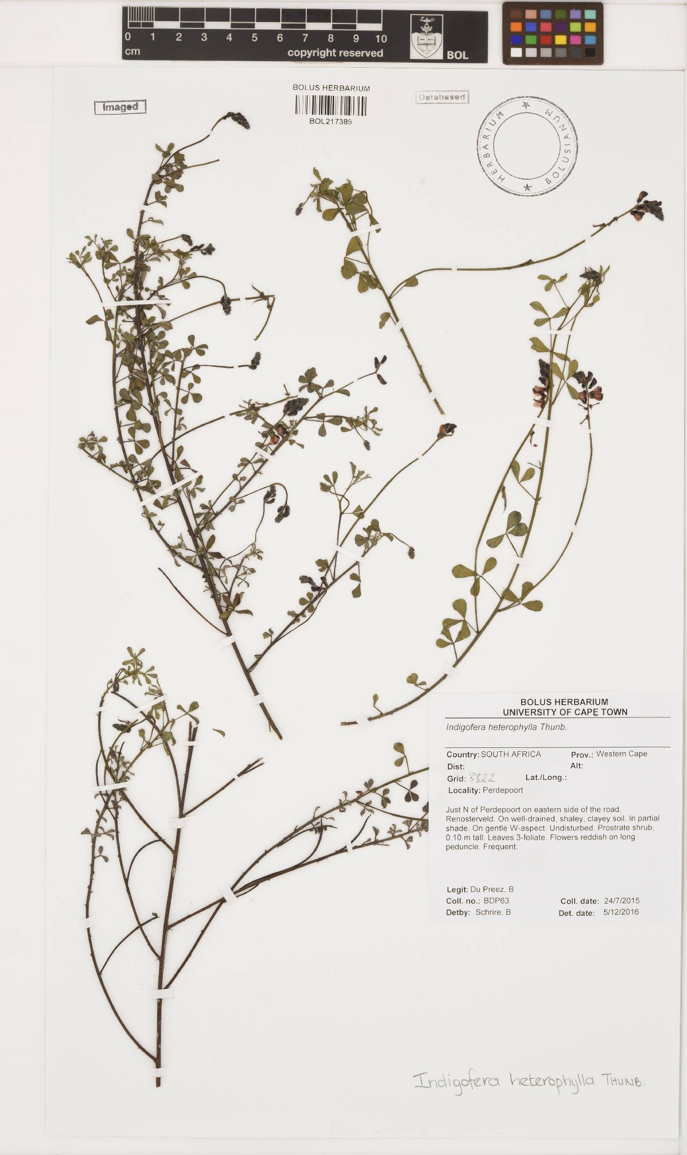 Indigofera heterophylla image