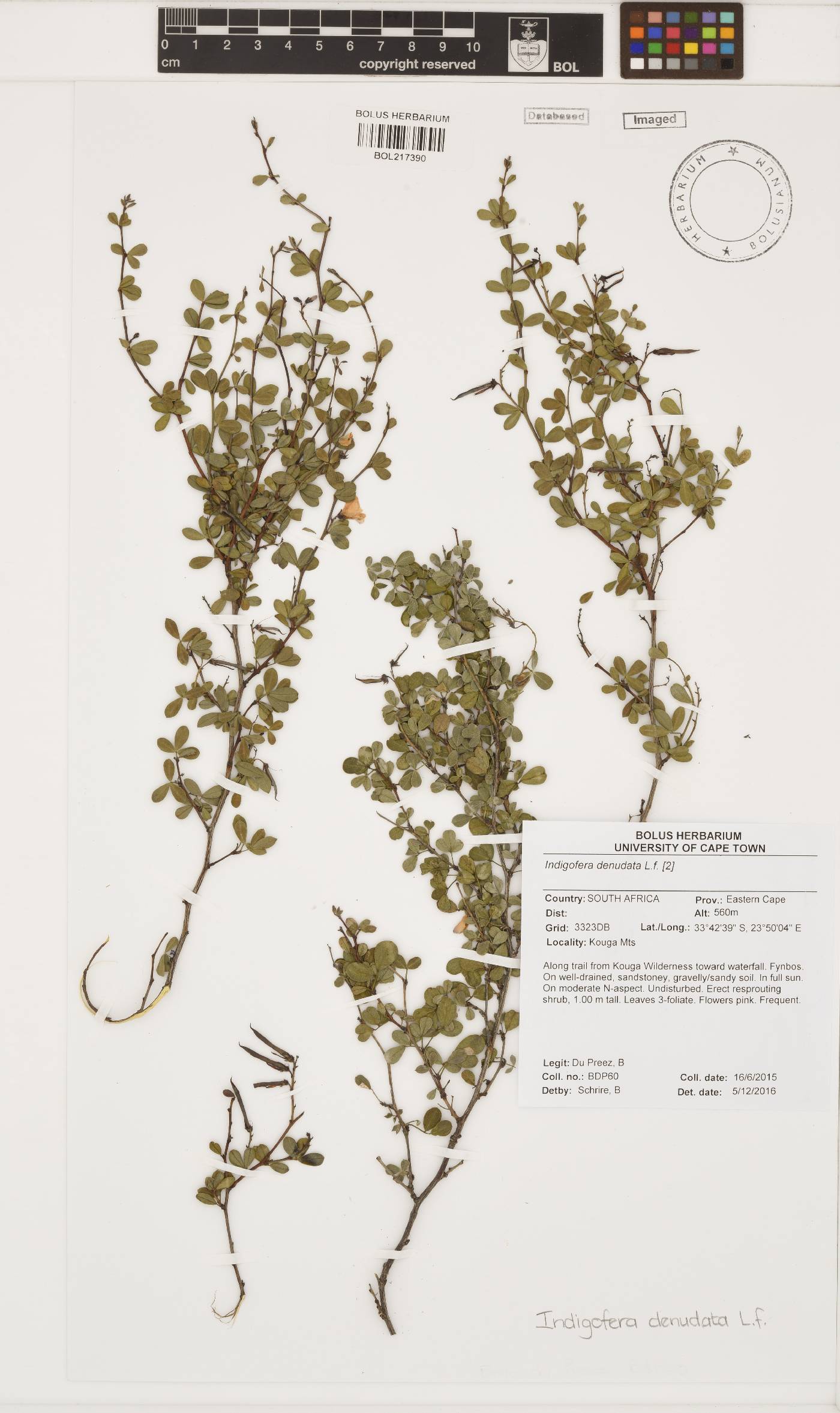 Indigofera denudata image