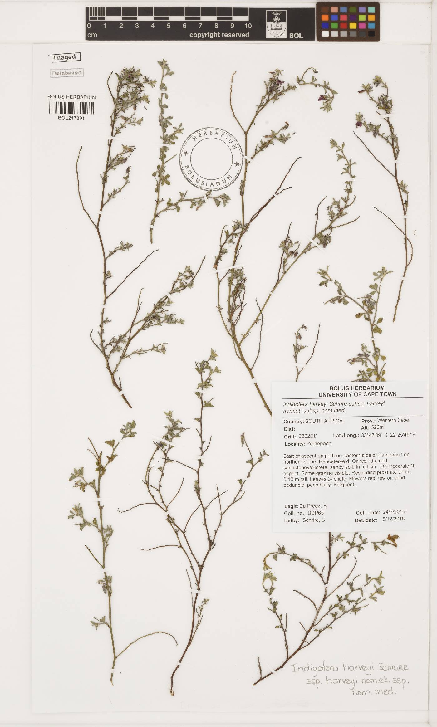 Indigofera harveyi subsp. harveyi image