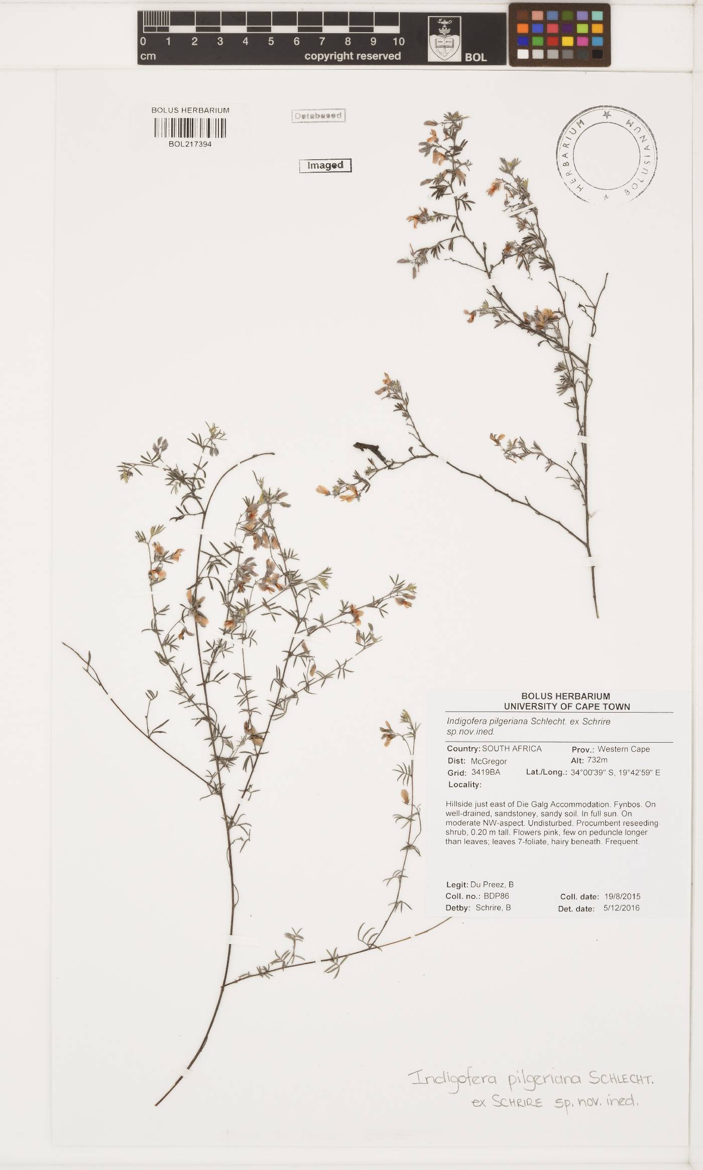 Indigofera pilgeriana image