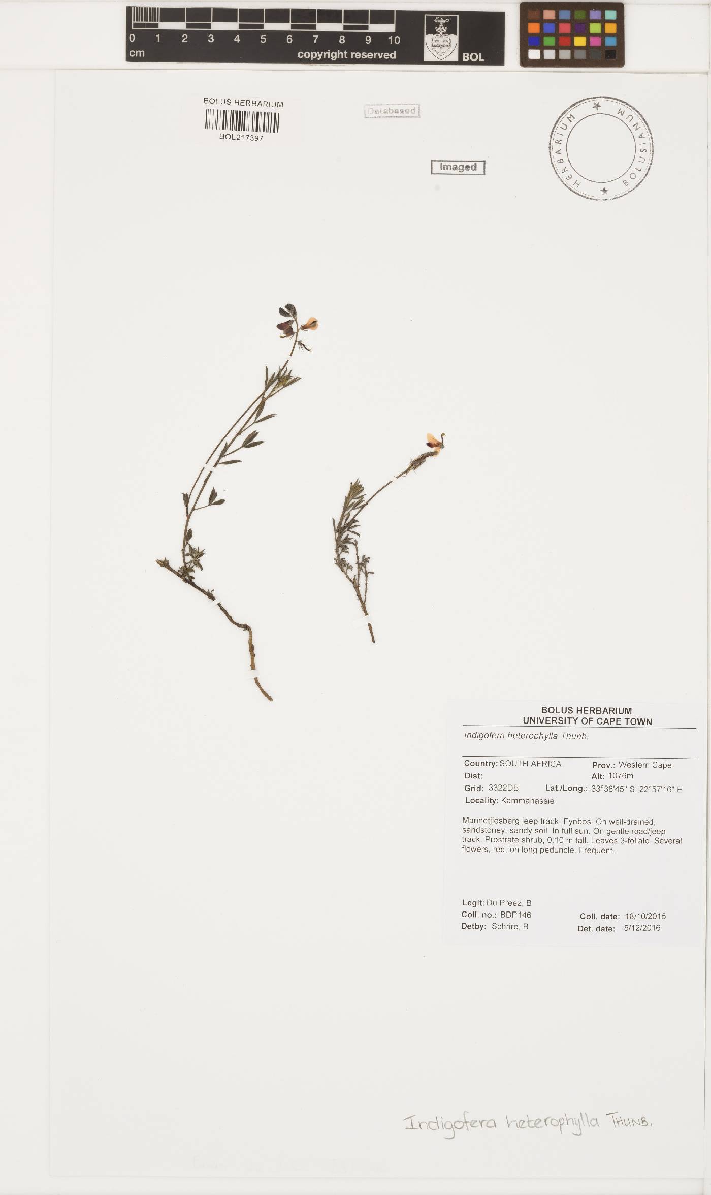 Indigofera heterophylla image