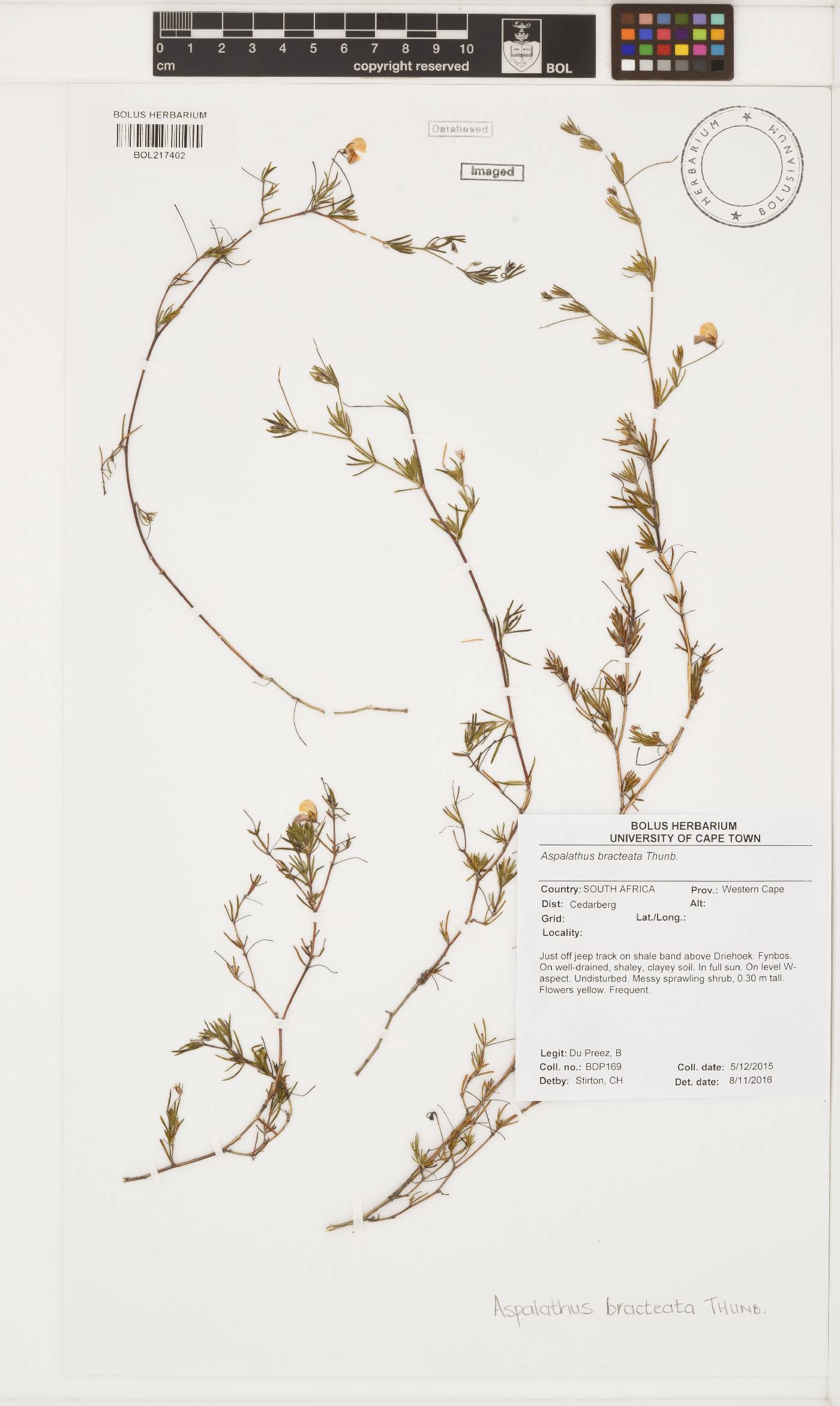 Aspalathus bracteata image
