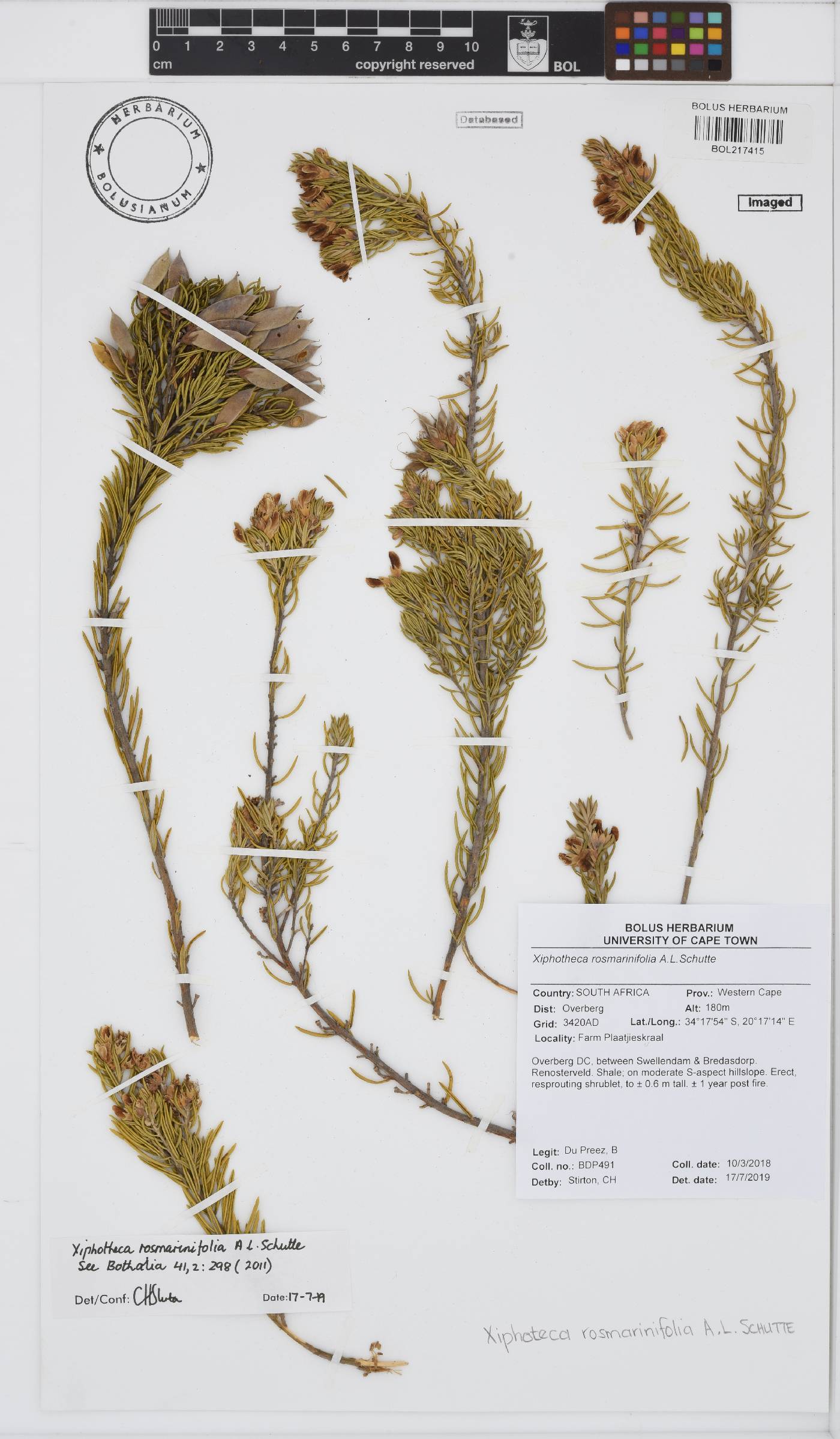 Xiphotheca rosmarinifolia image
