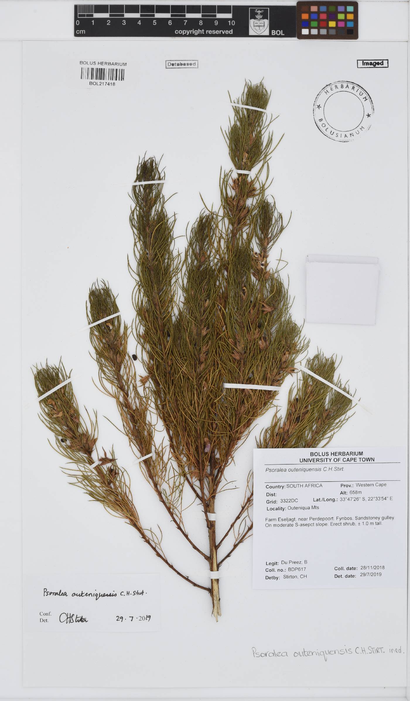 Psoralea outeniquensis image