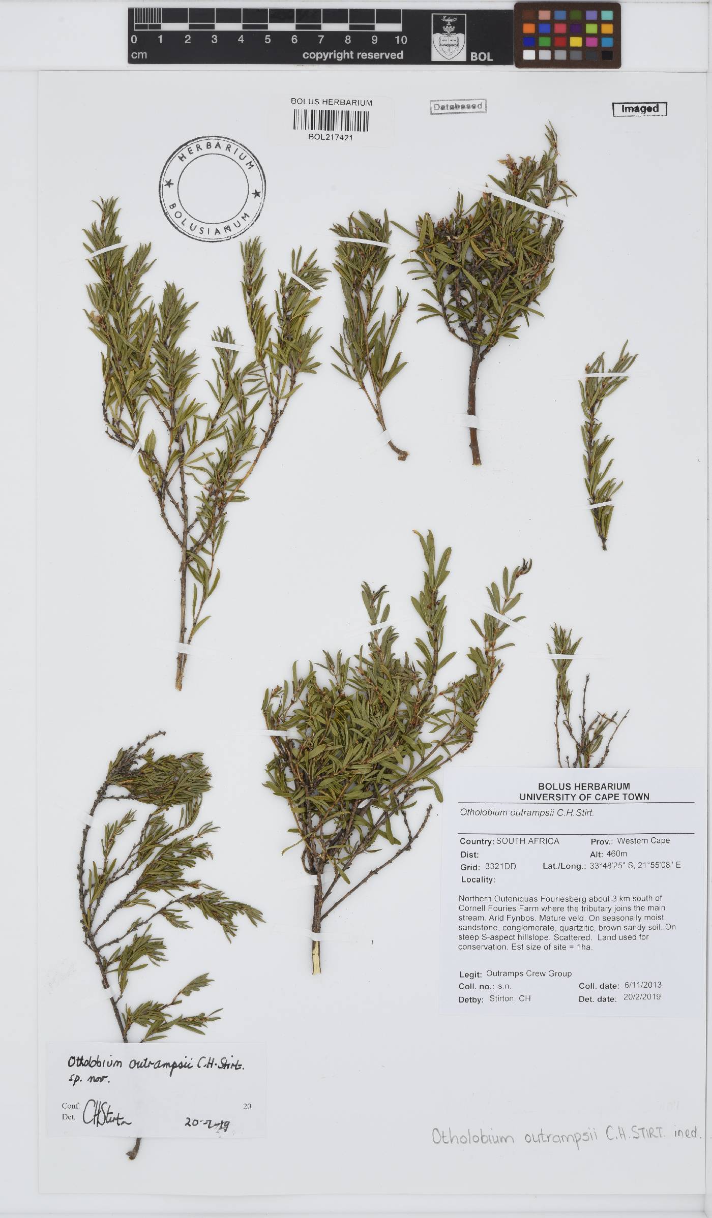 Psoralea outrampsii image