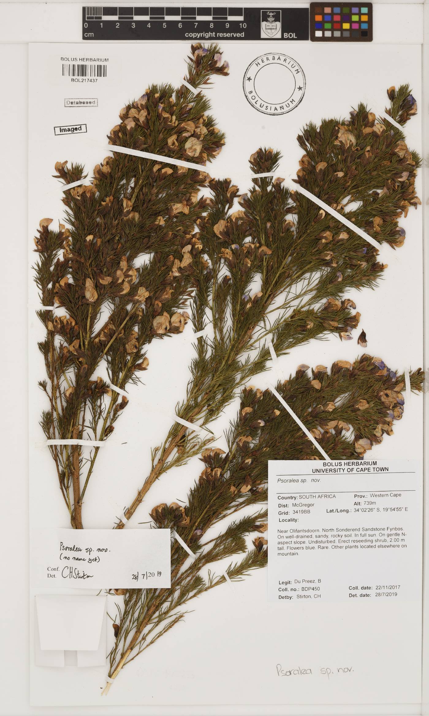 Psoralea image