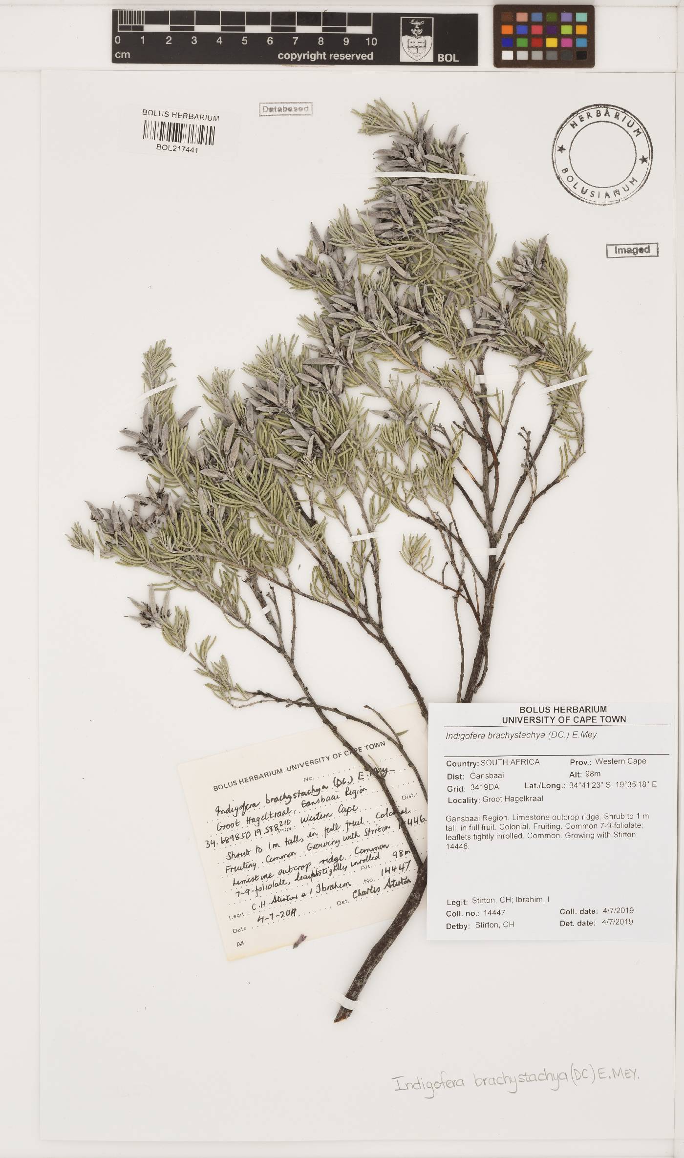 Indigofera brachystachya image