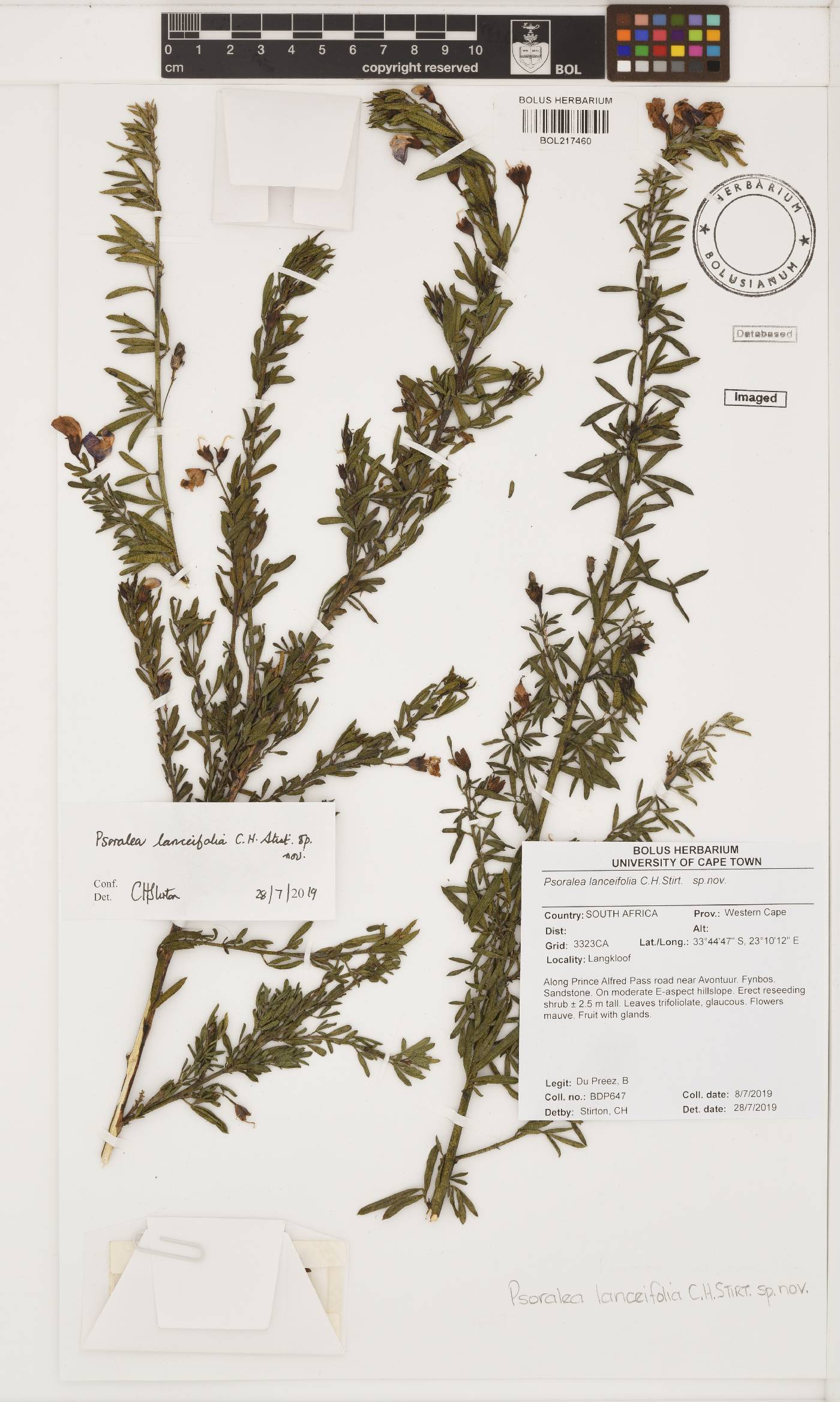 Psoralea lanceifolia image