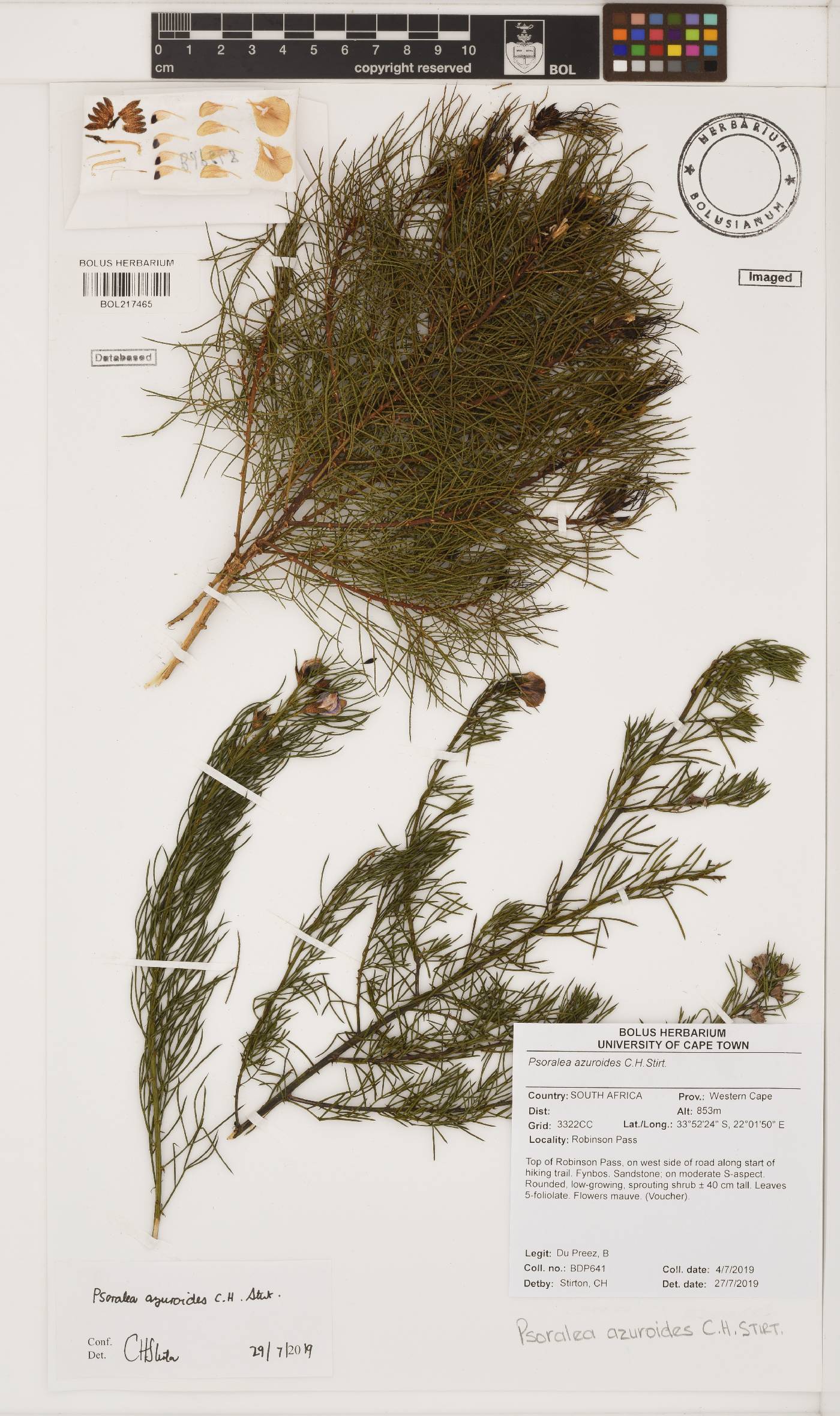 Psoralea azuroides image