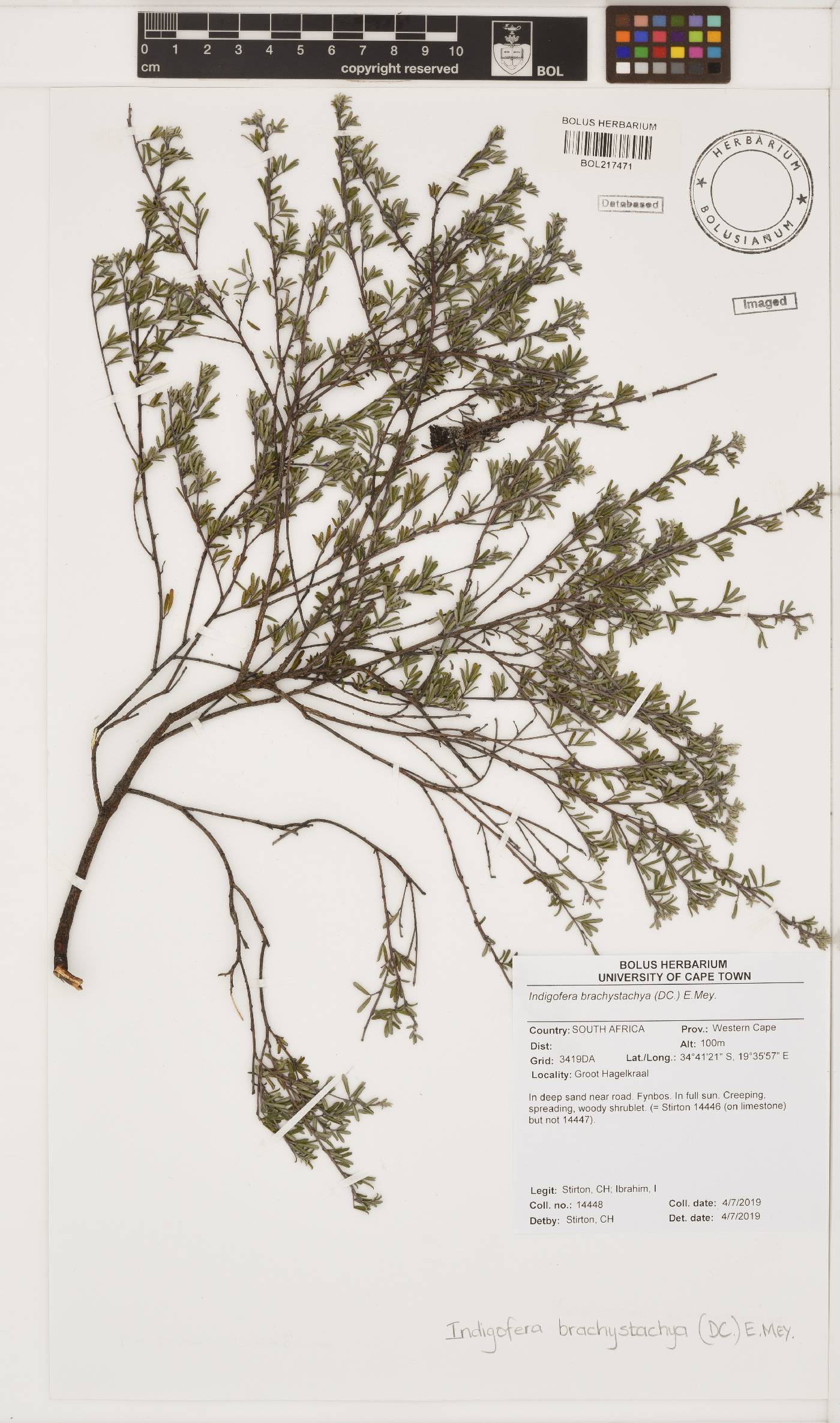 Indigofera brachystachya image