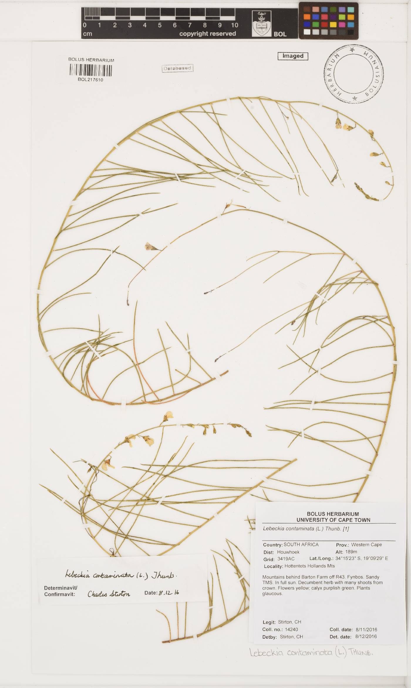 Lebeckia contaminata image