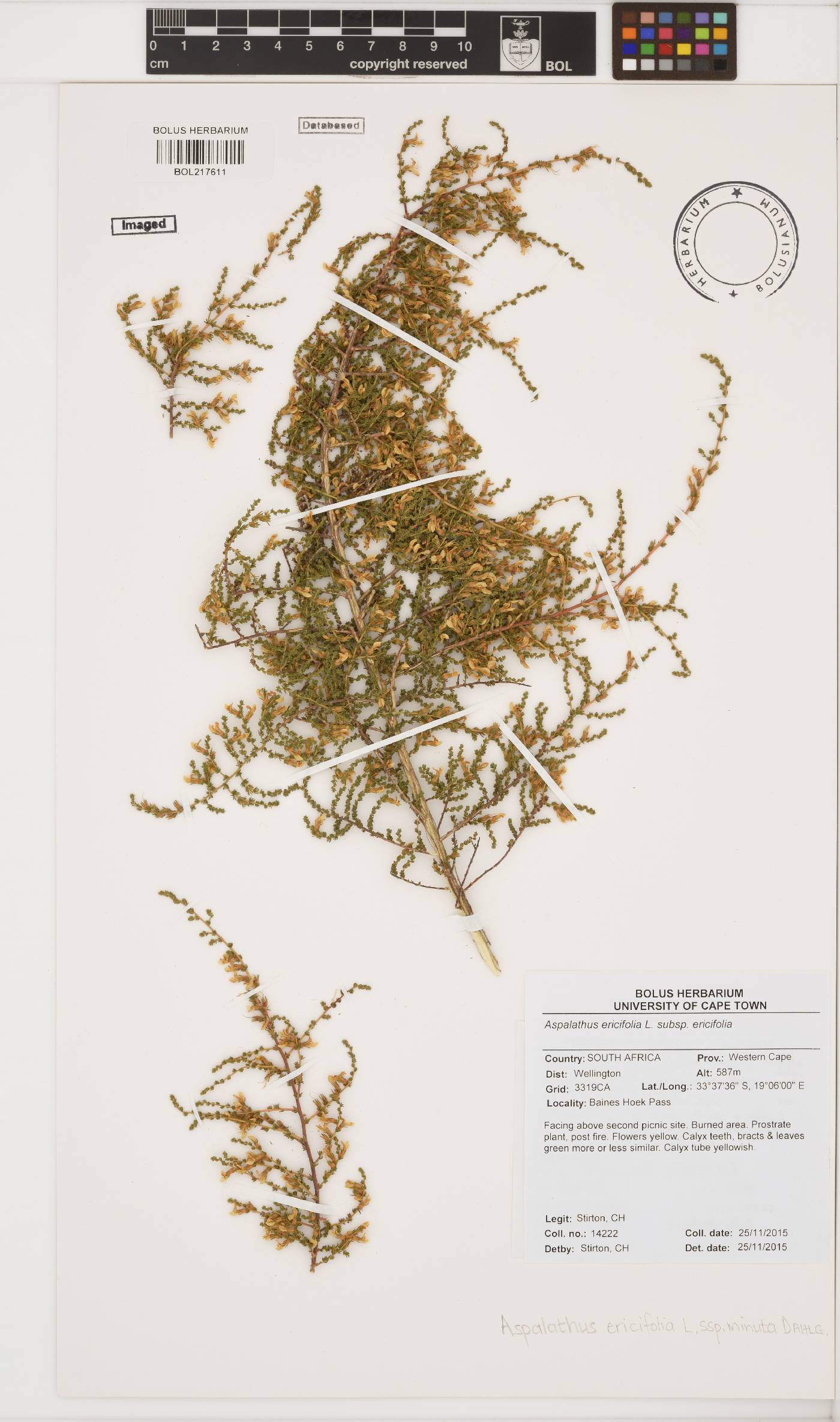 Aspalathus ericifolia subsp. ericifolia image