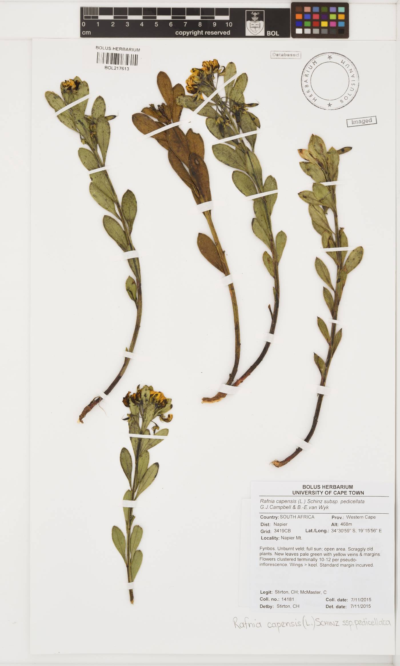 Rafnia capensis subsp. pedicellata image