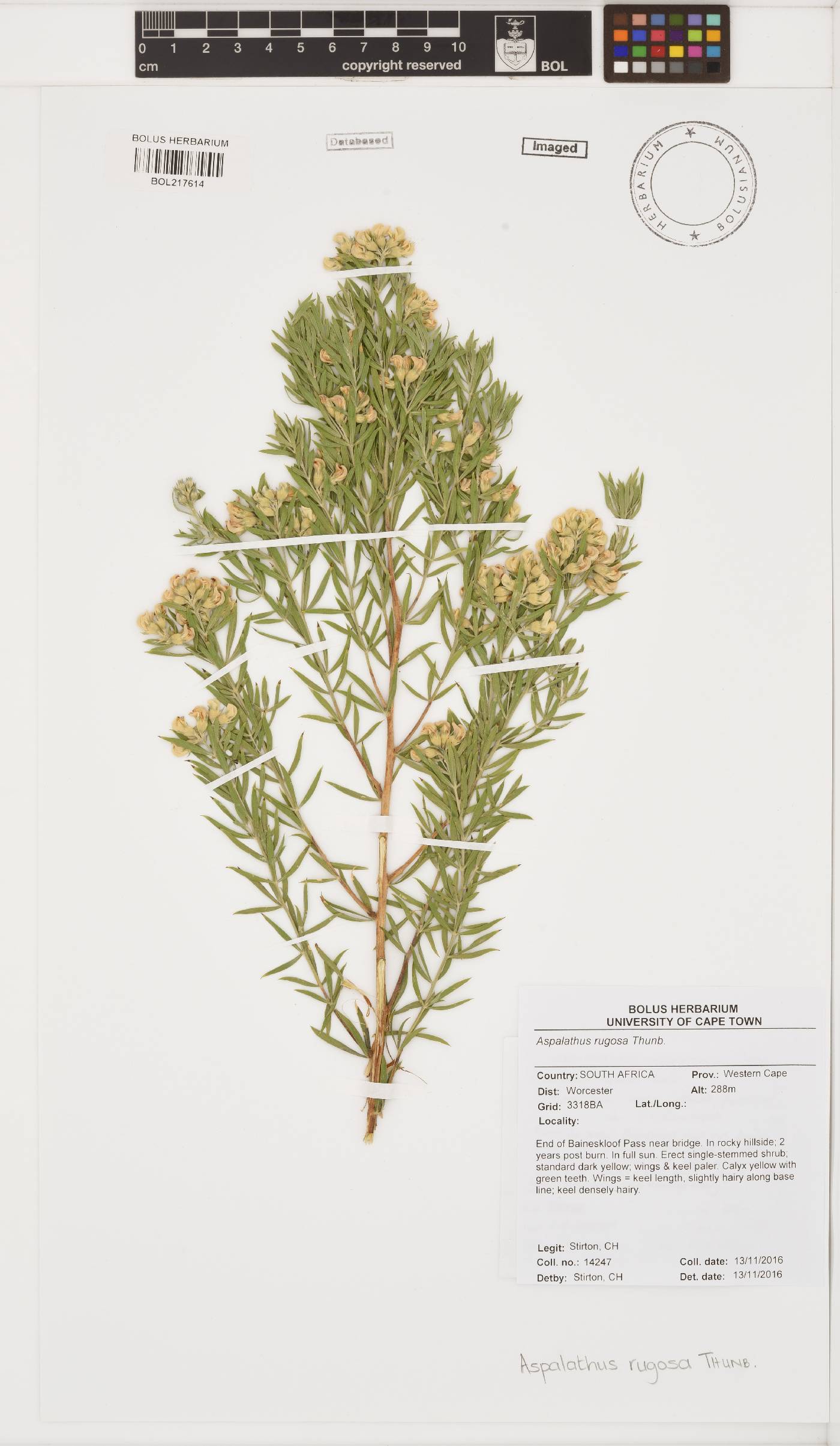 Aspalathus rugosa image