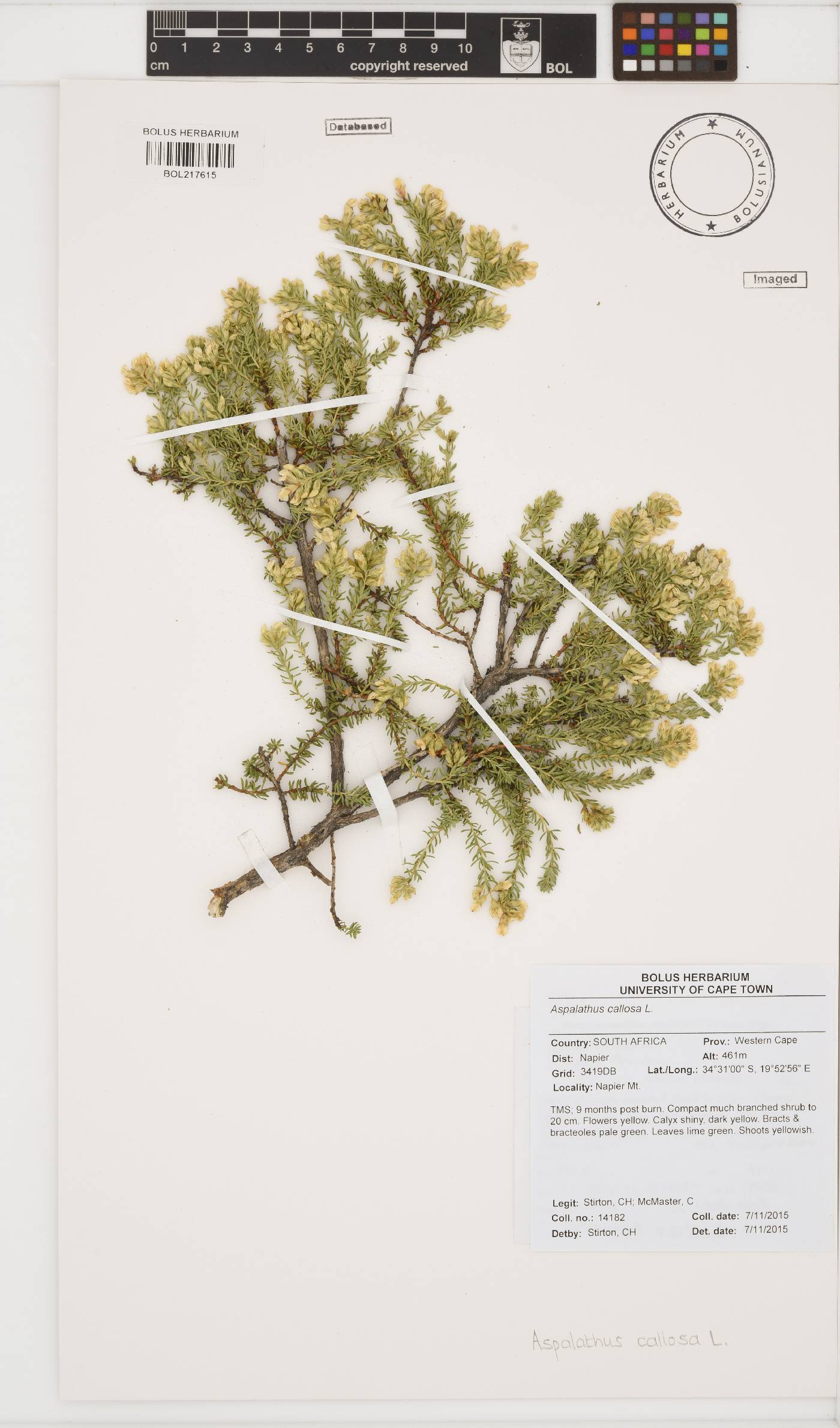 Aspalathus callosa image