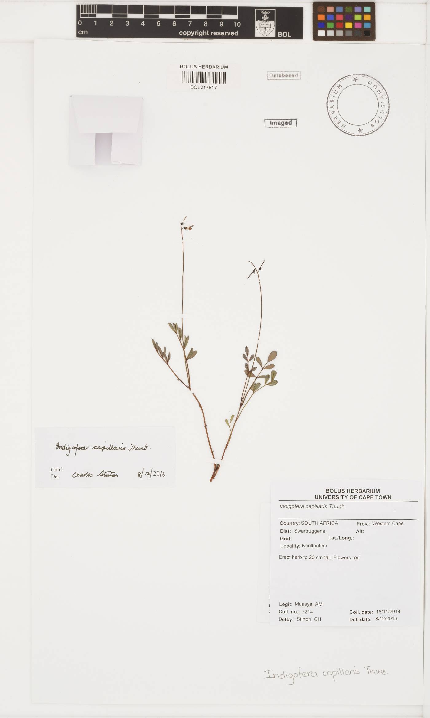 Indigofera capillaris image