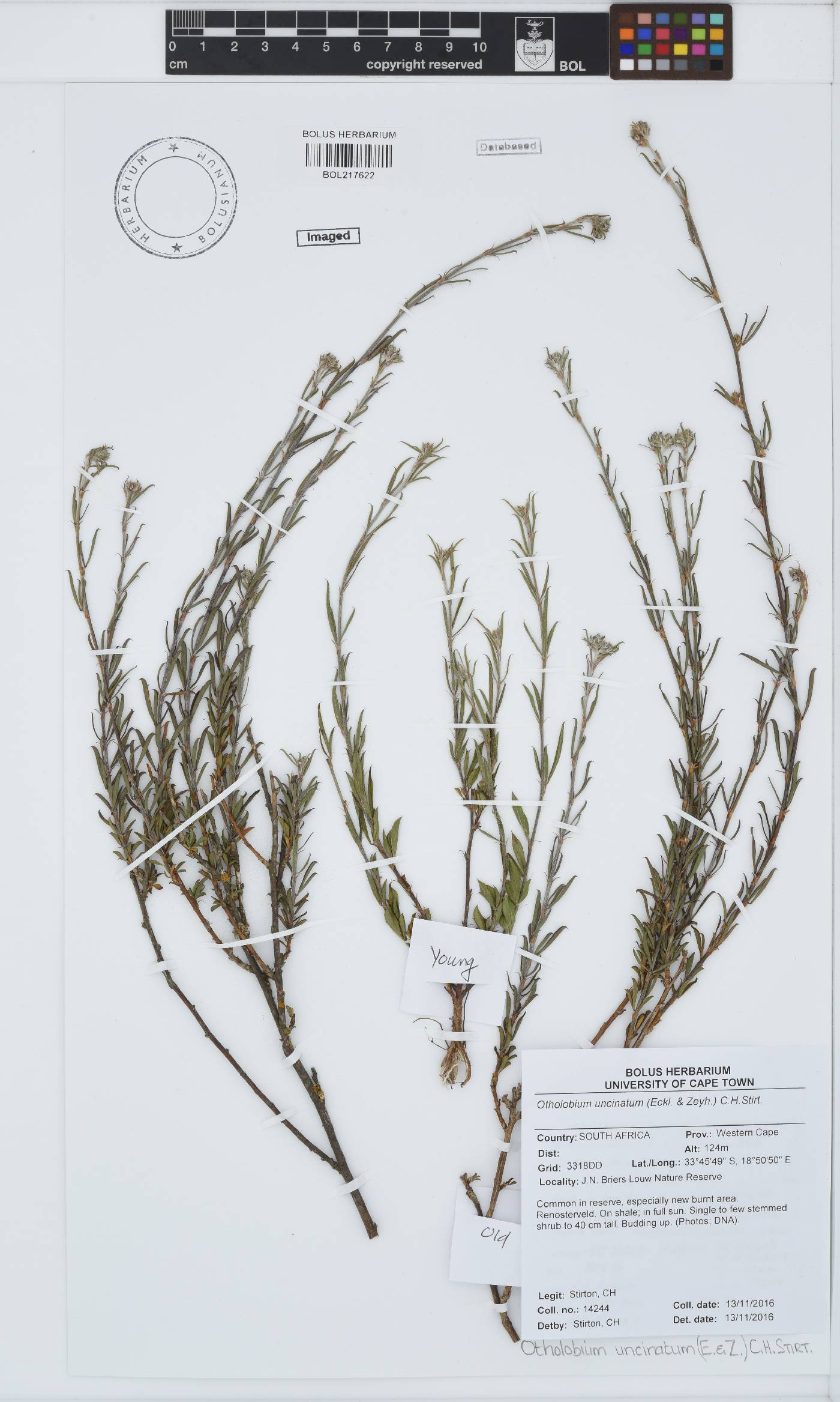 Otholobium uncinatum image