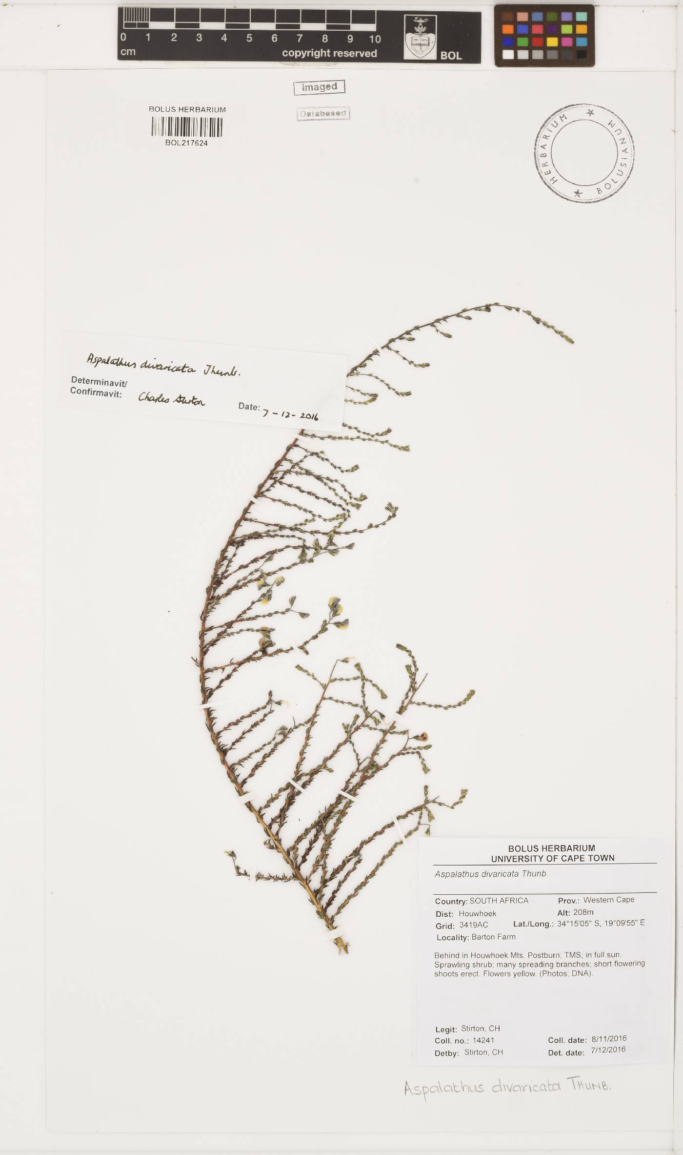 Aspalathus divaricata image