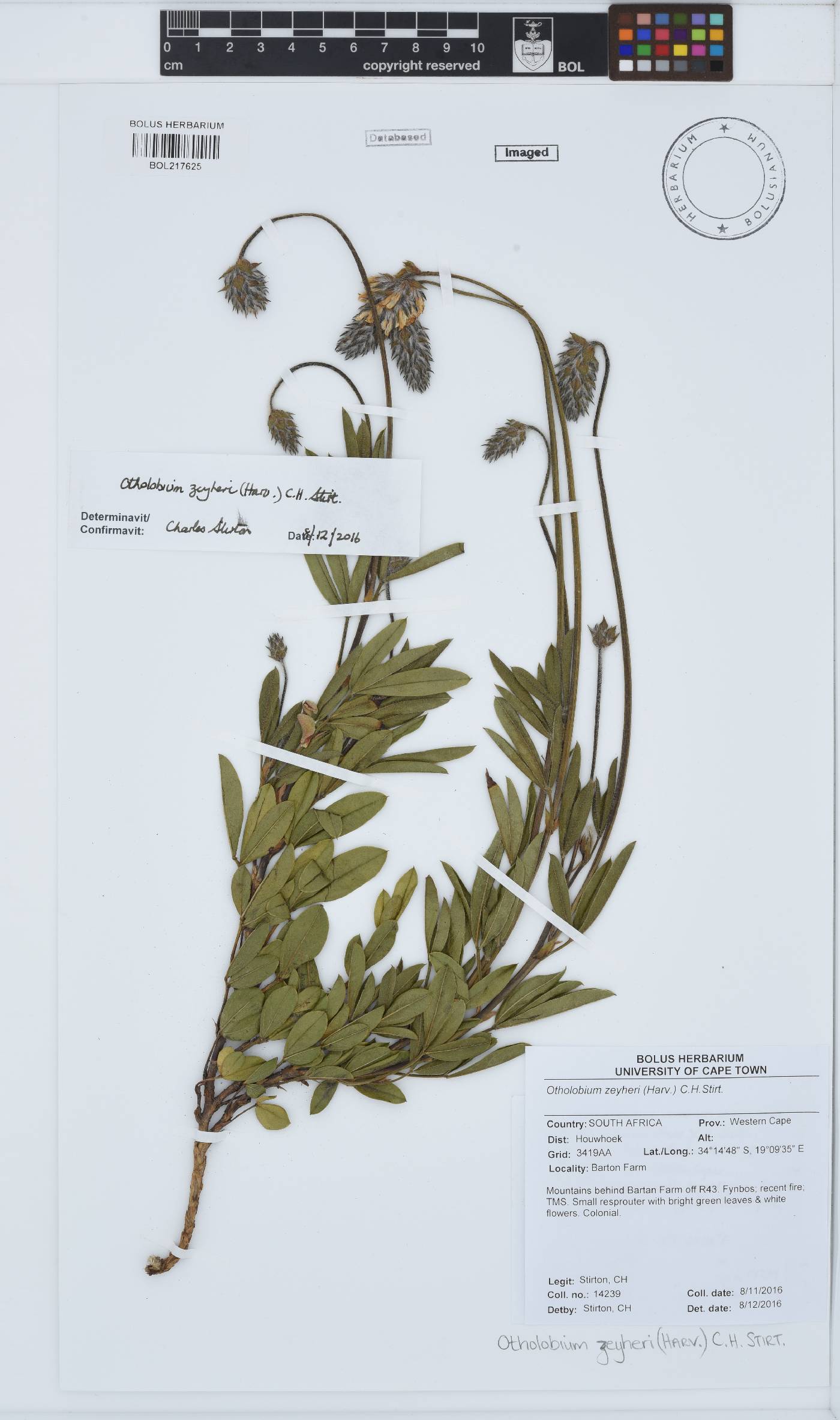 Otholobium zeyheri image