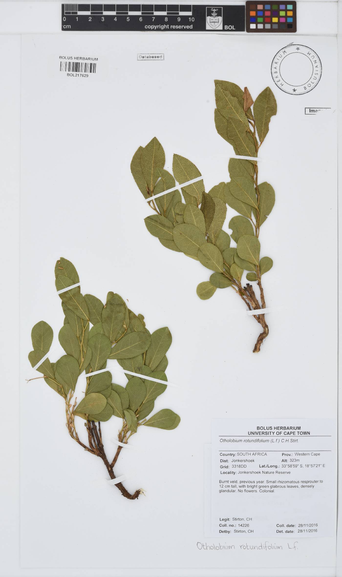 Otholobium rotundifolium image