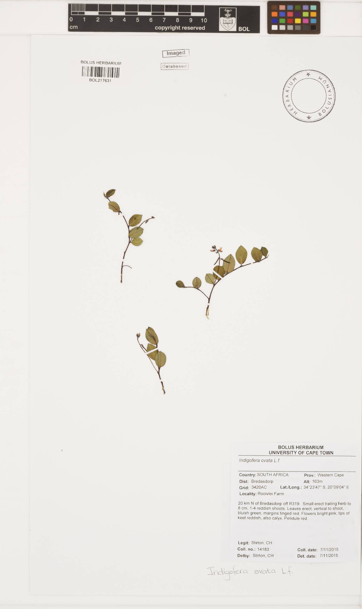 Indigofera ovata image