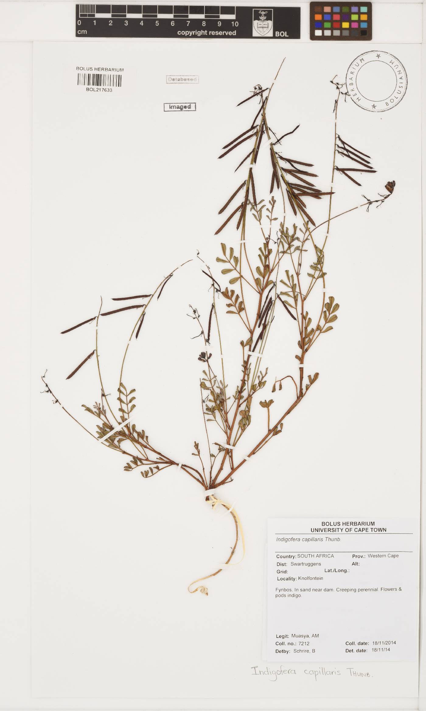 Indigofera capillaris image