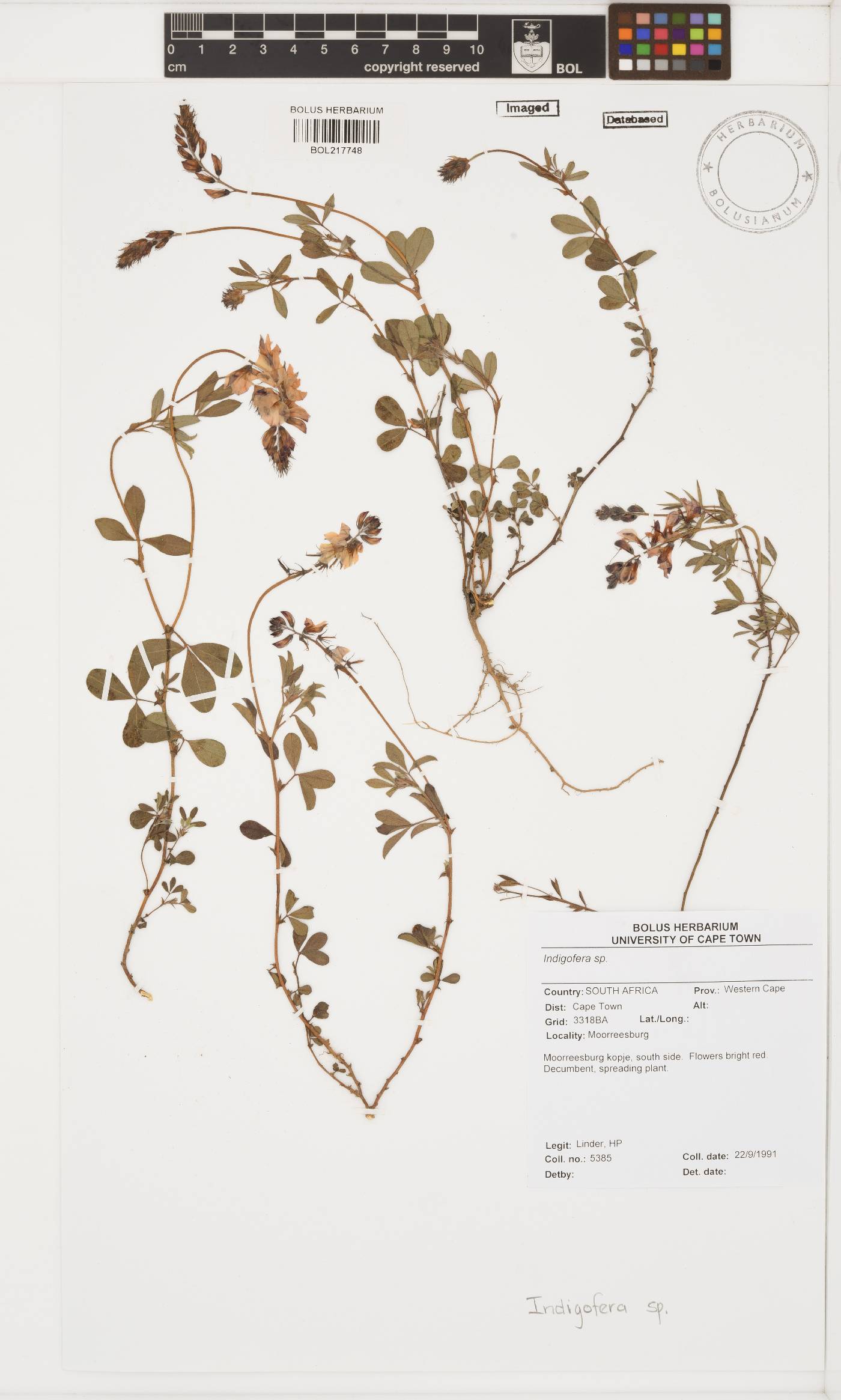 Indigofera incana image