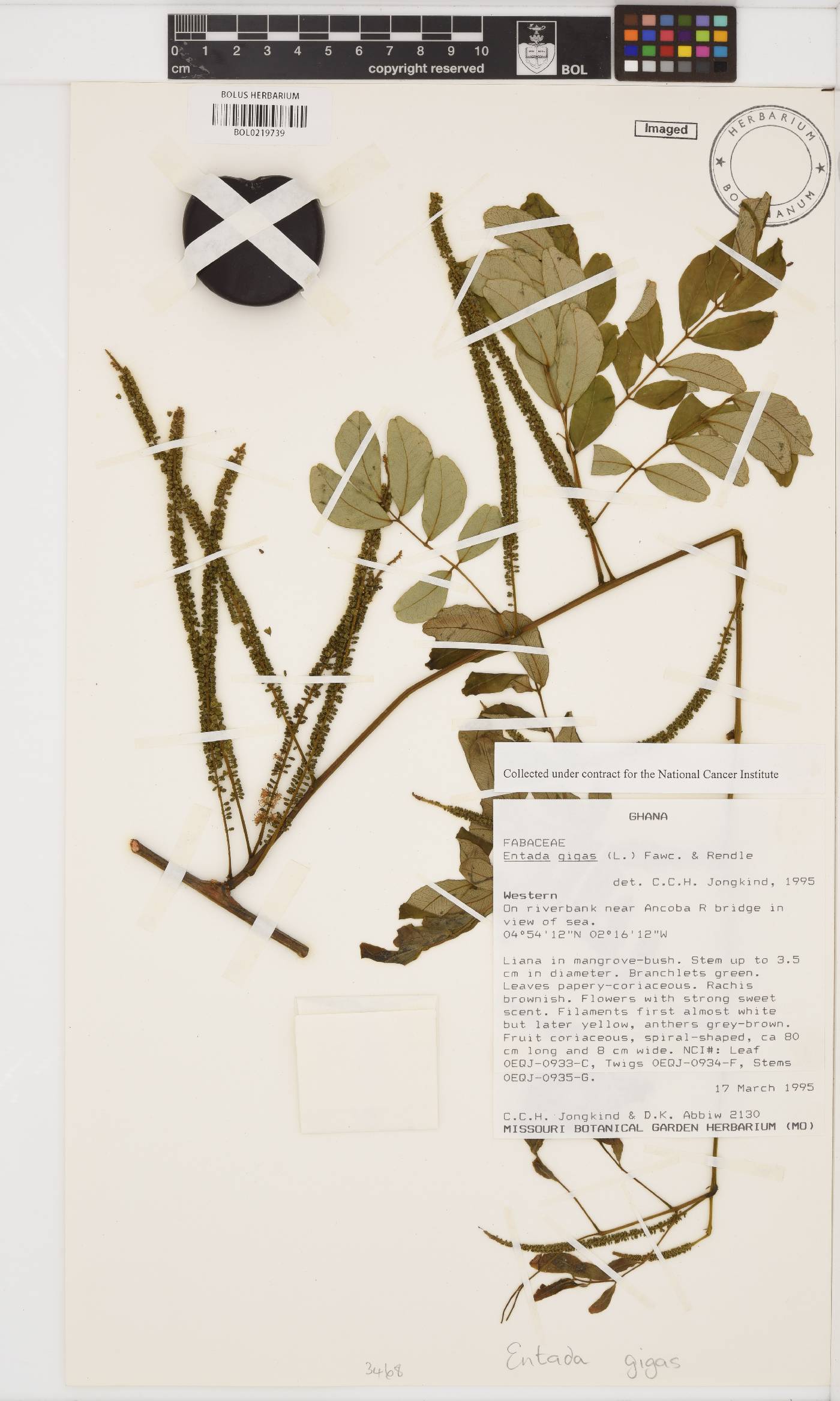 Entada gigas image