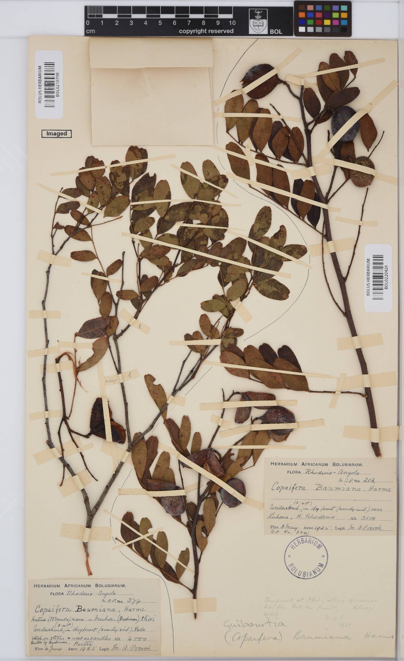 Copaifera baumiana image
