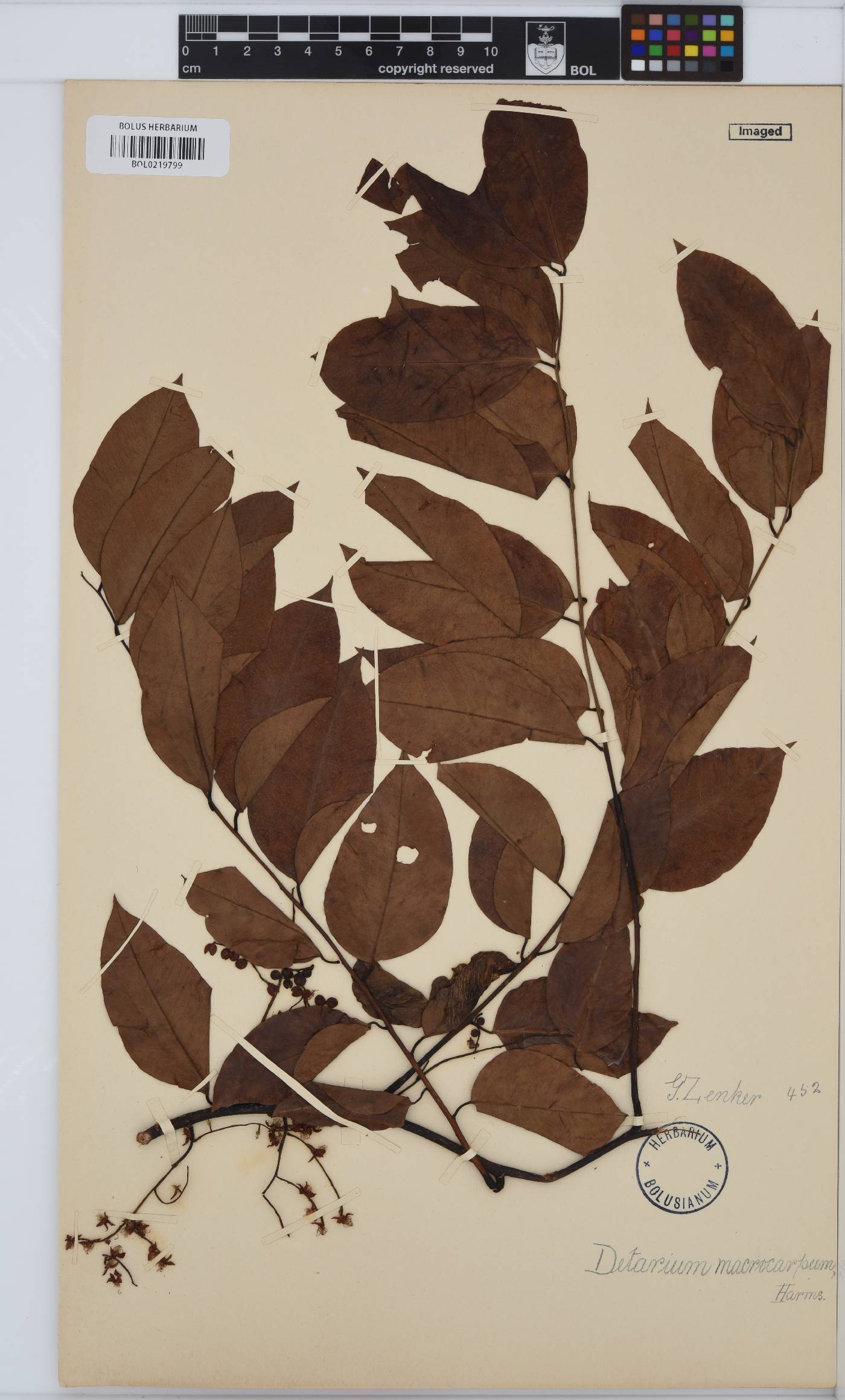 Detarium image