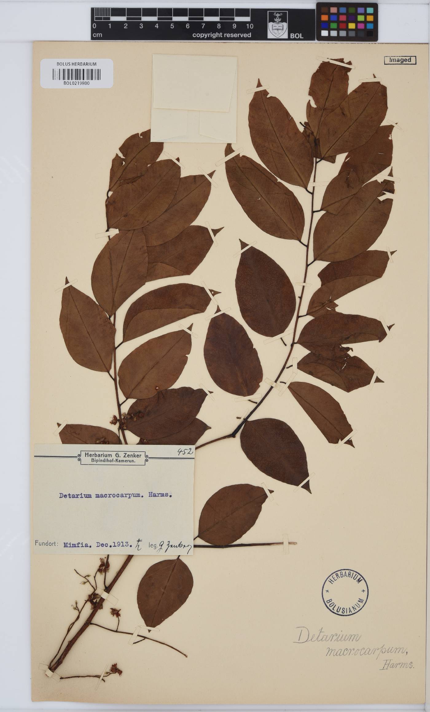 Detarium macrocarpum image