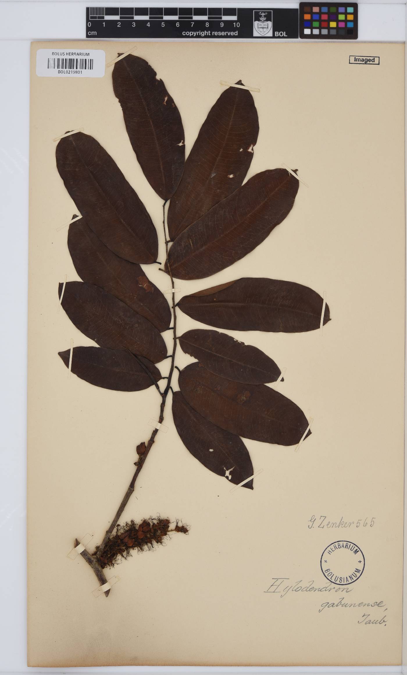 Hylodendron gabunense image