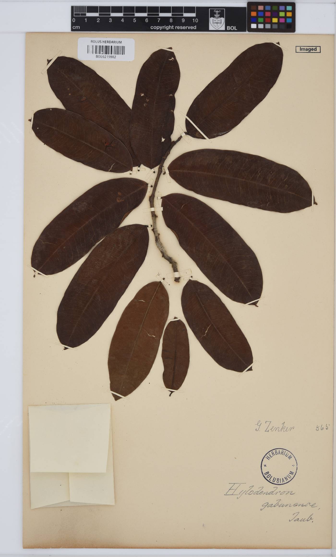 Hylodendron gabunense image