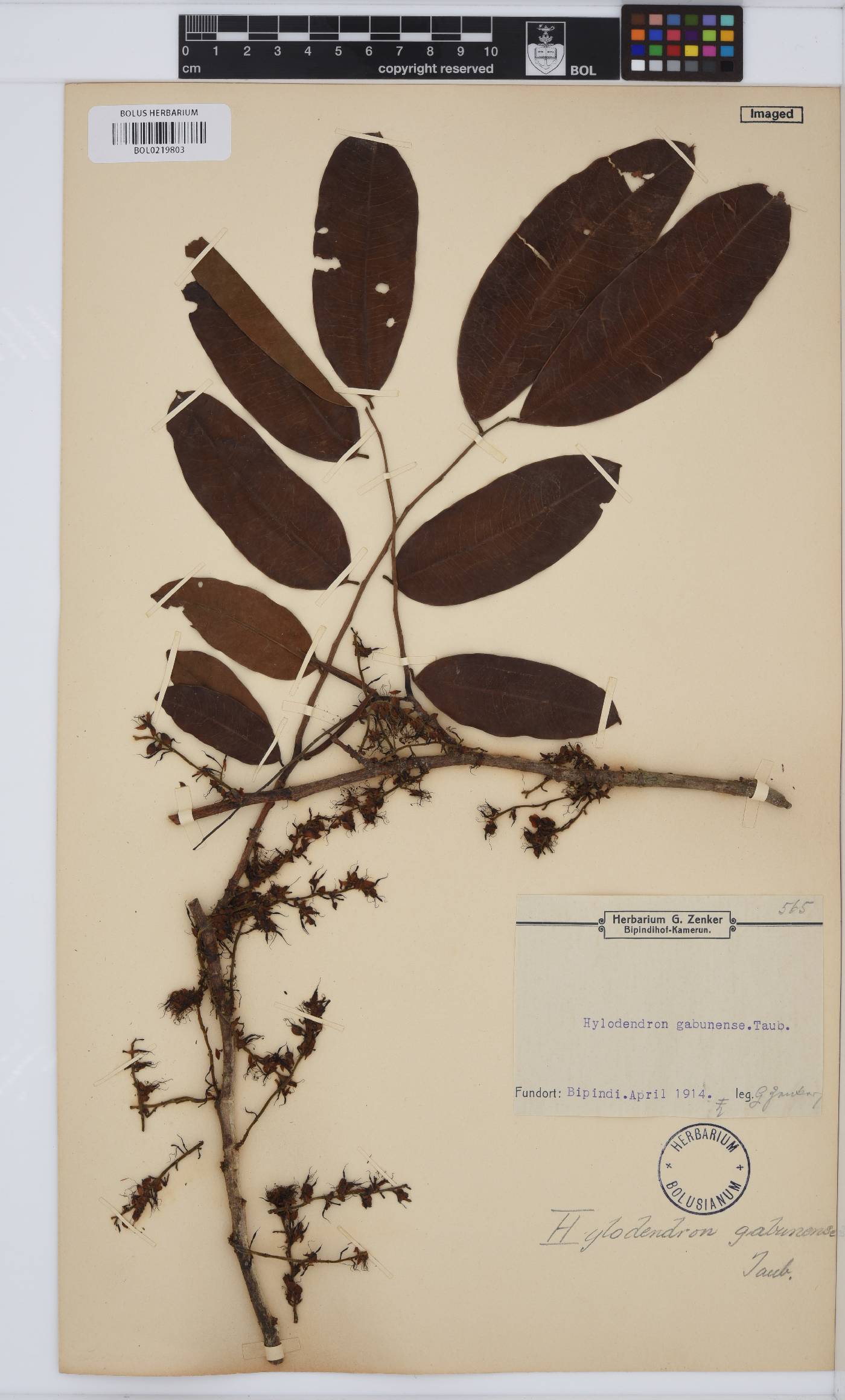 Hylodendron image