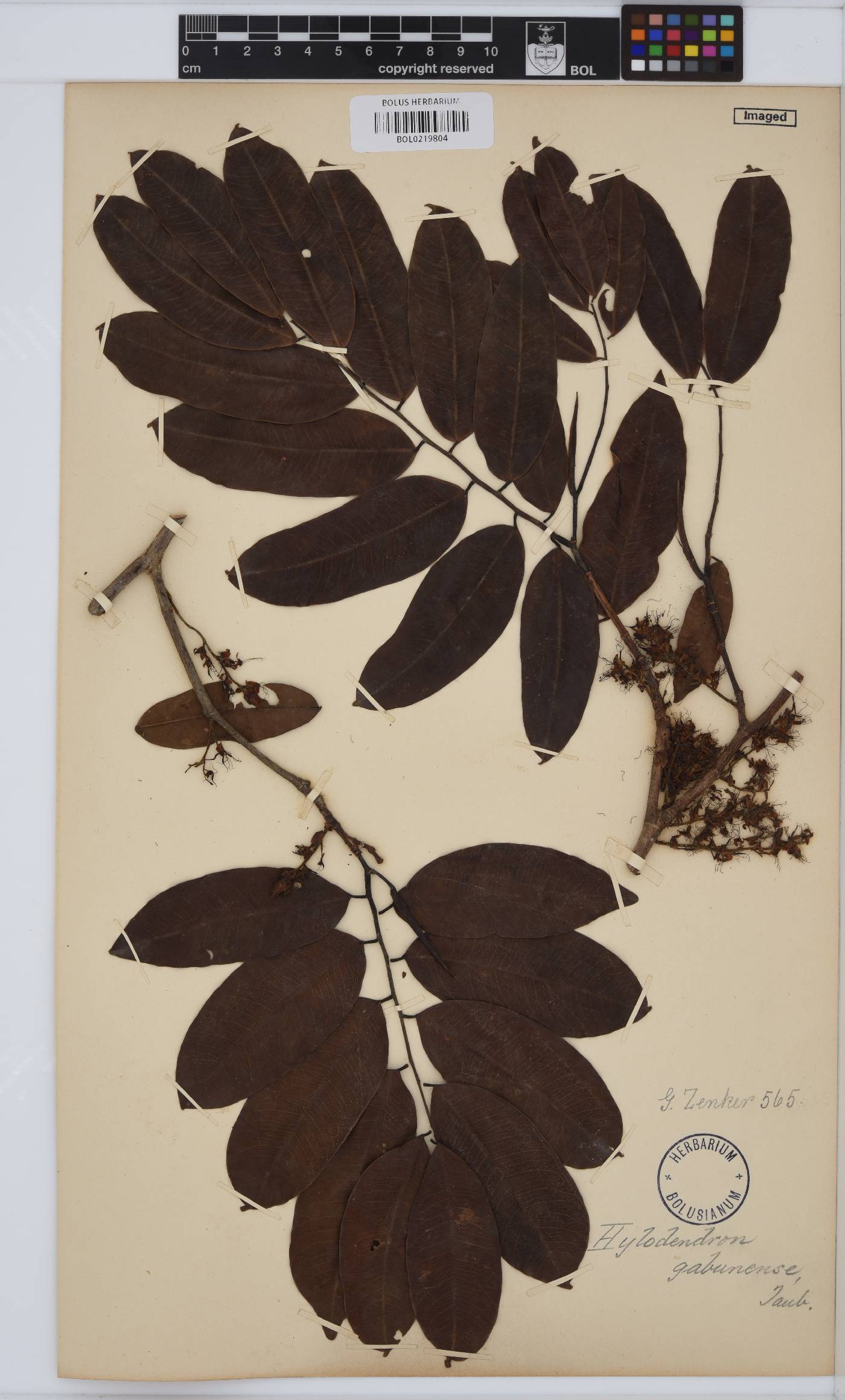 Hylodendron gabunense image