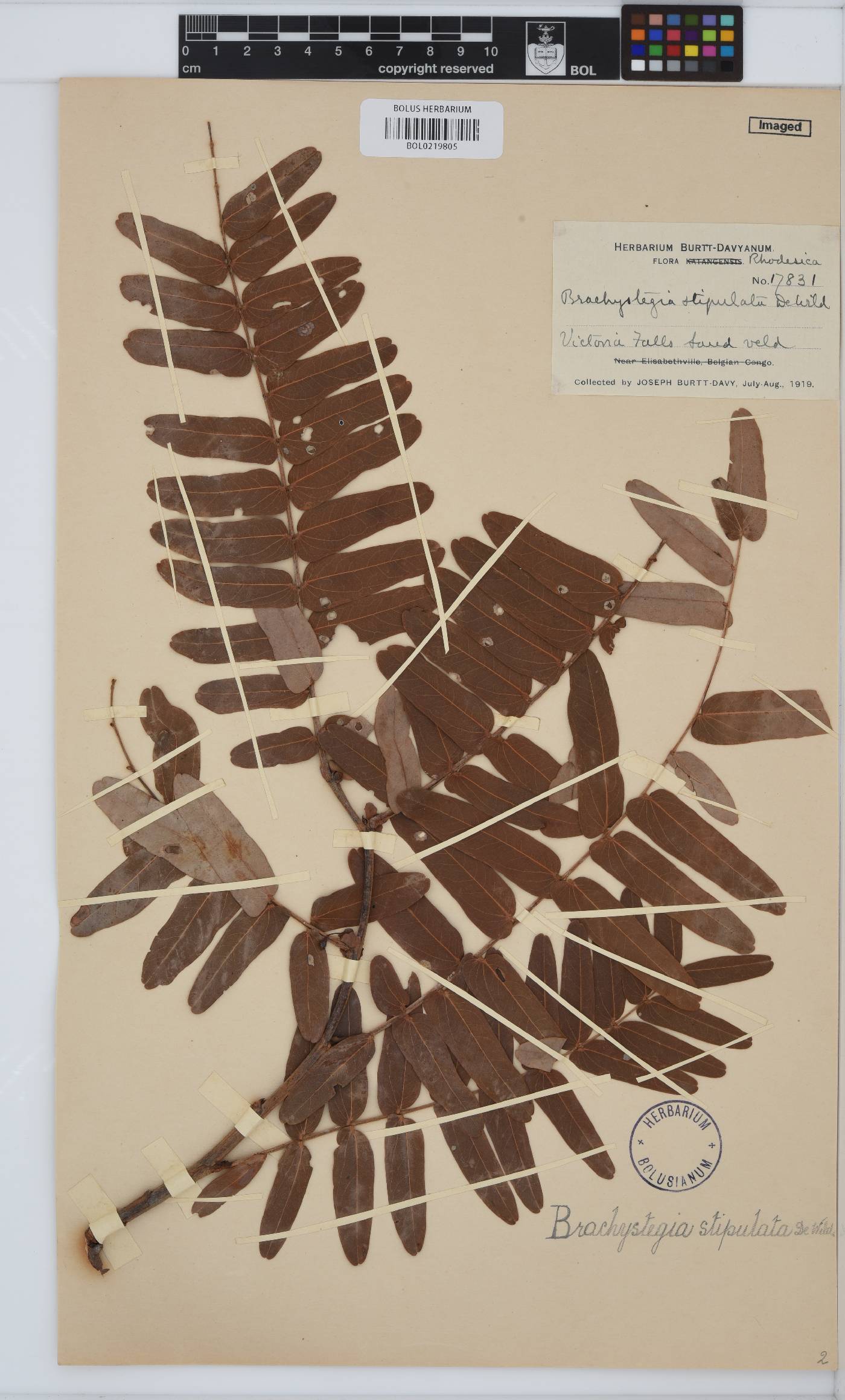 Brachystegia stipulata image