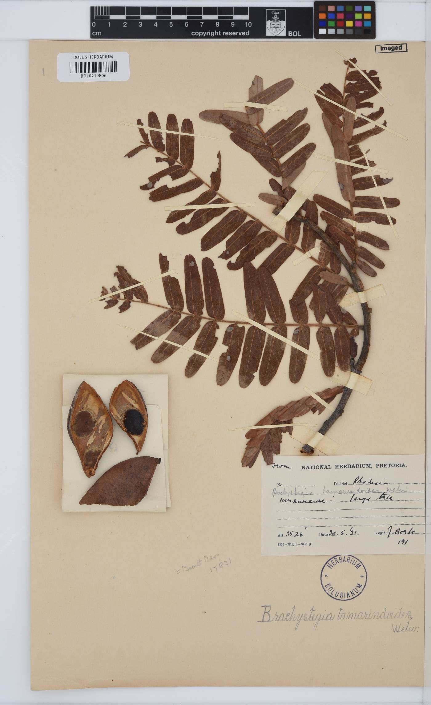Brachystegia tamarindoides image