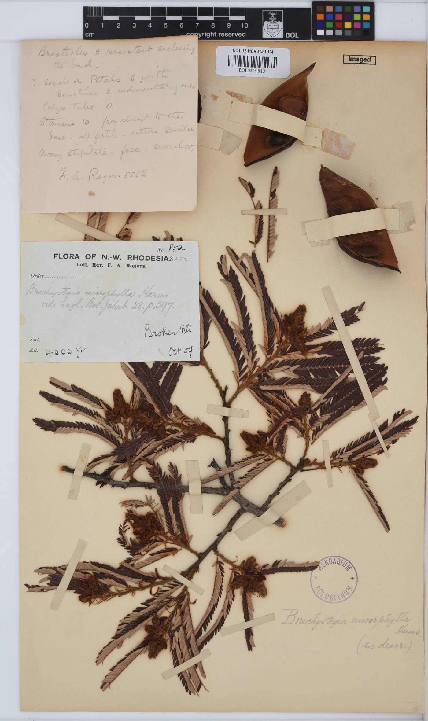 Brachystegia microphylla image