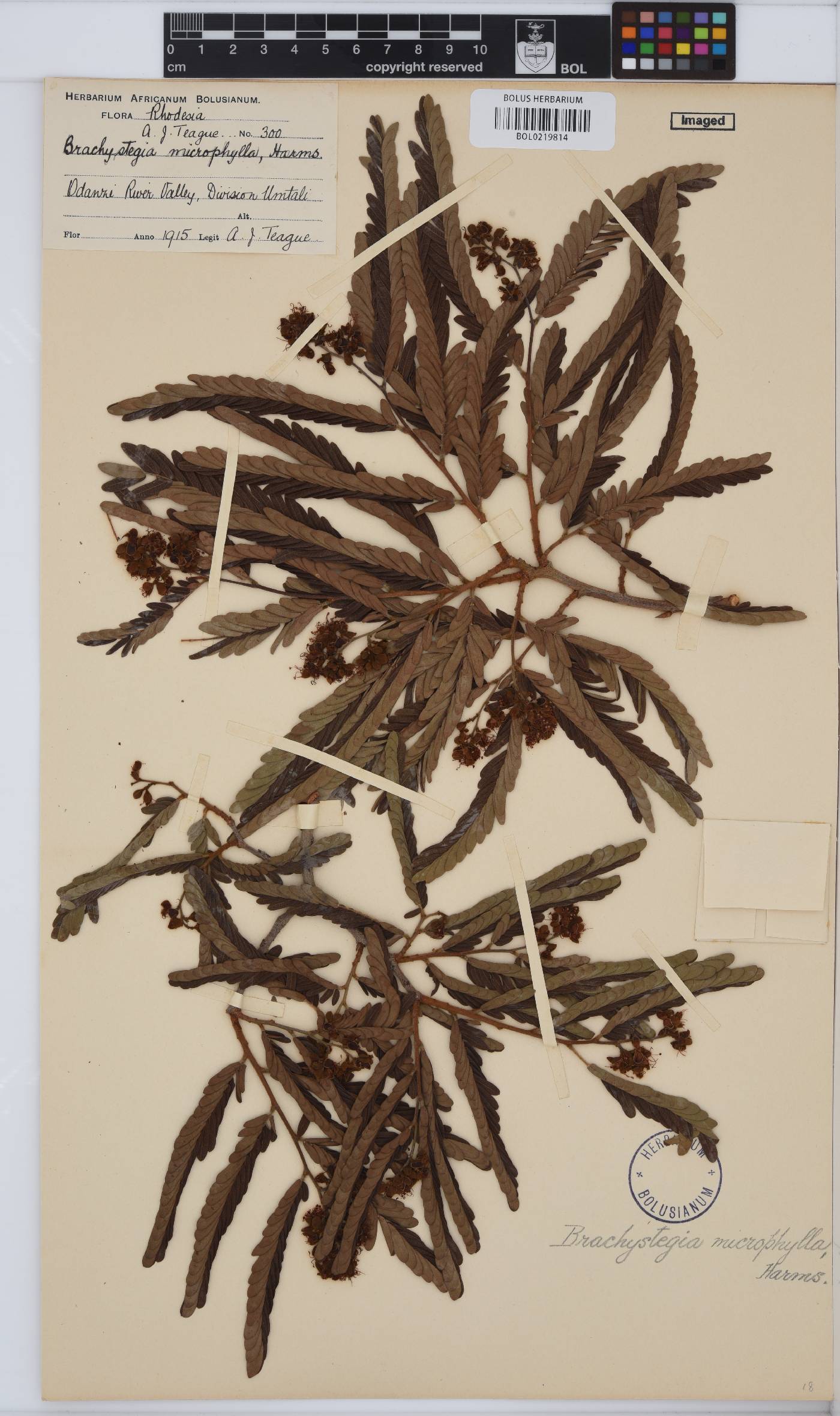 Brachystegia image