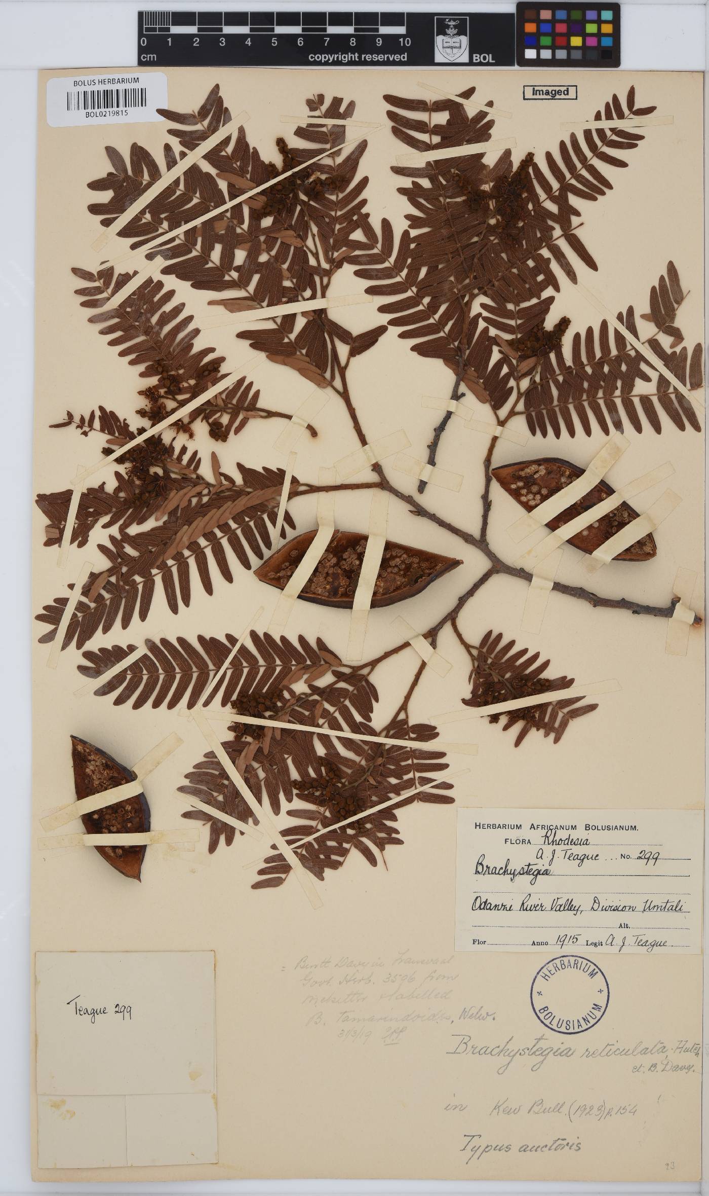 Brachystegia tamarindoides subsp. microphylla image