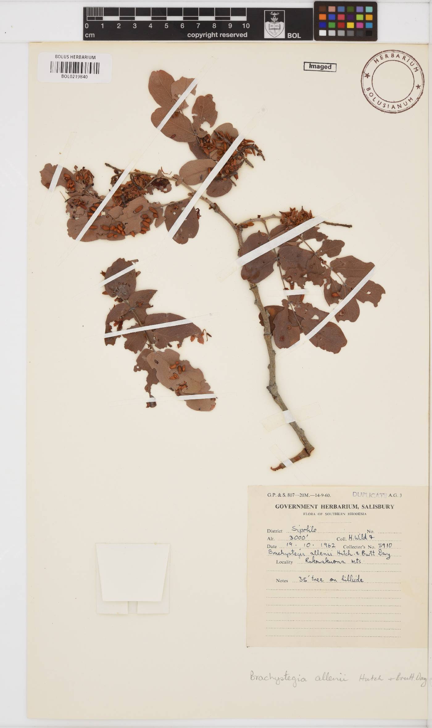 Brachystegia allenii image