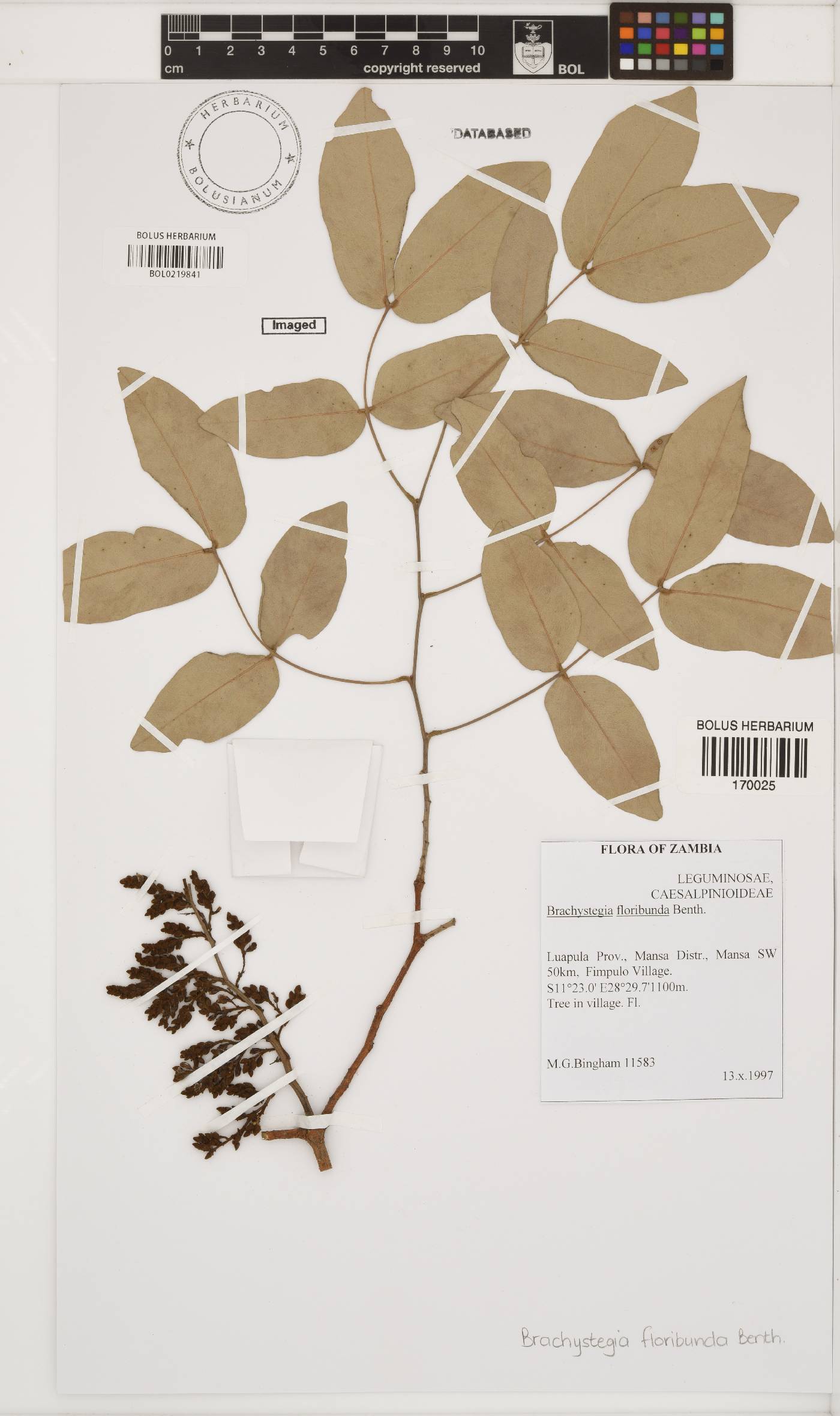 Brachystegia floribunda image