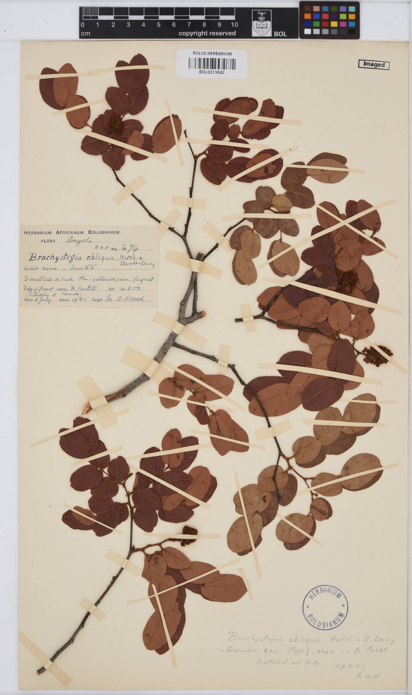 Brachystegia image