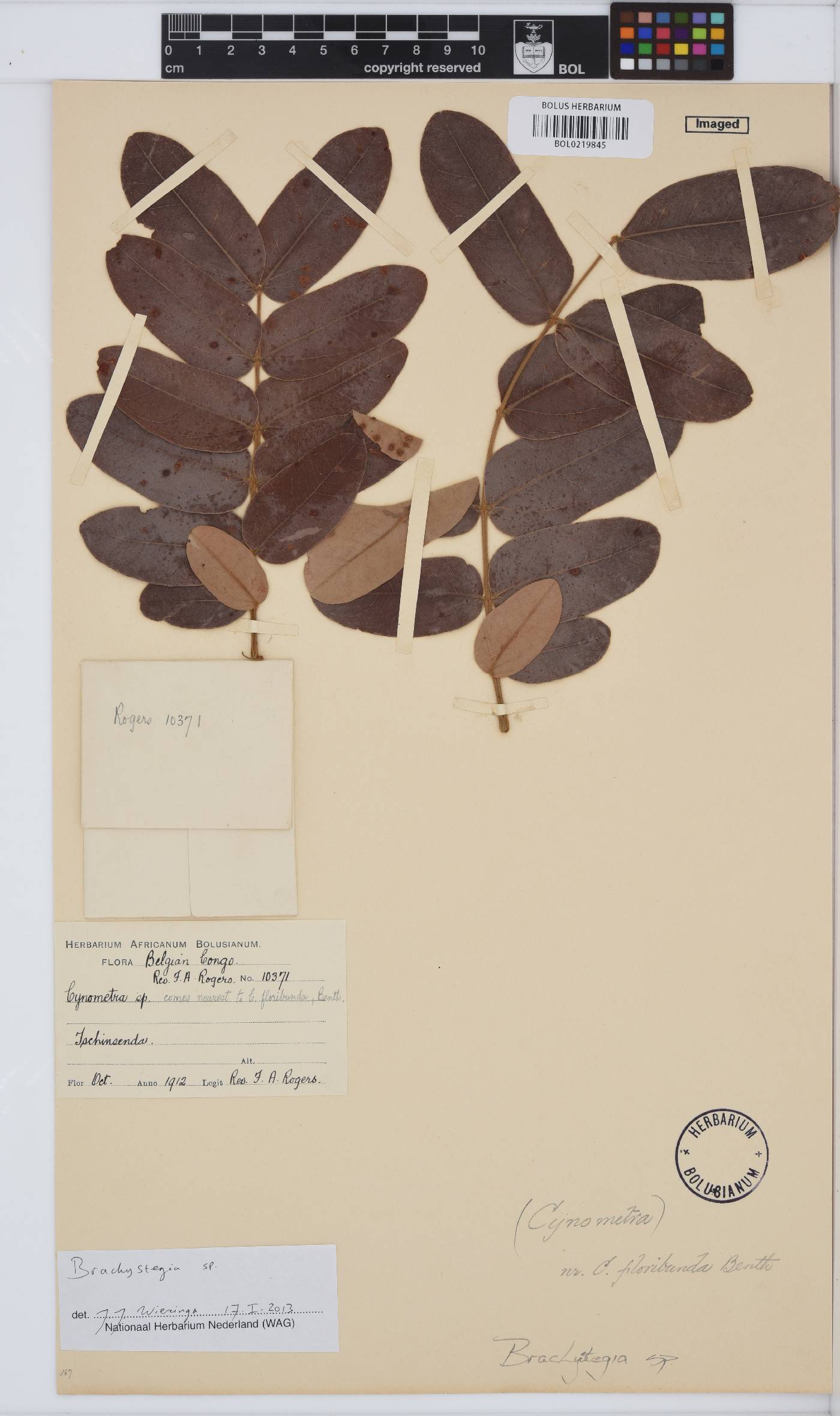 Brachystegia image