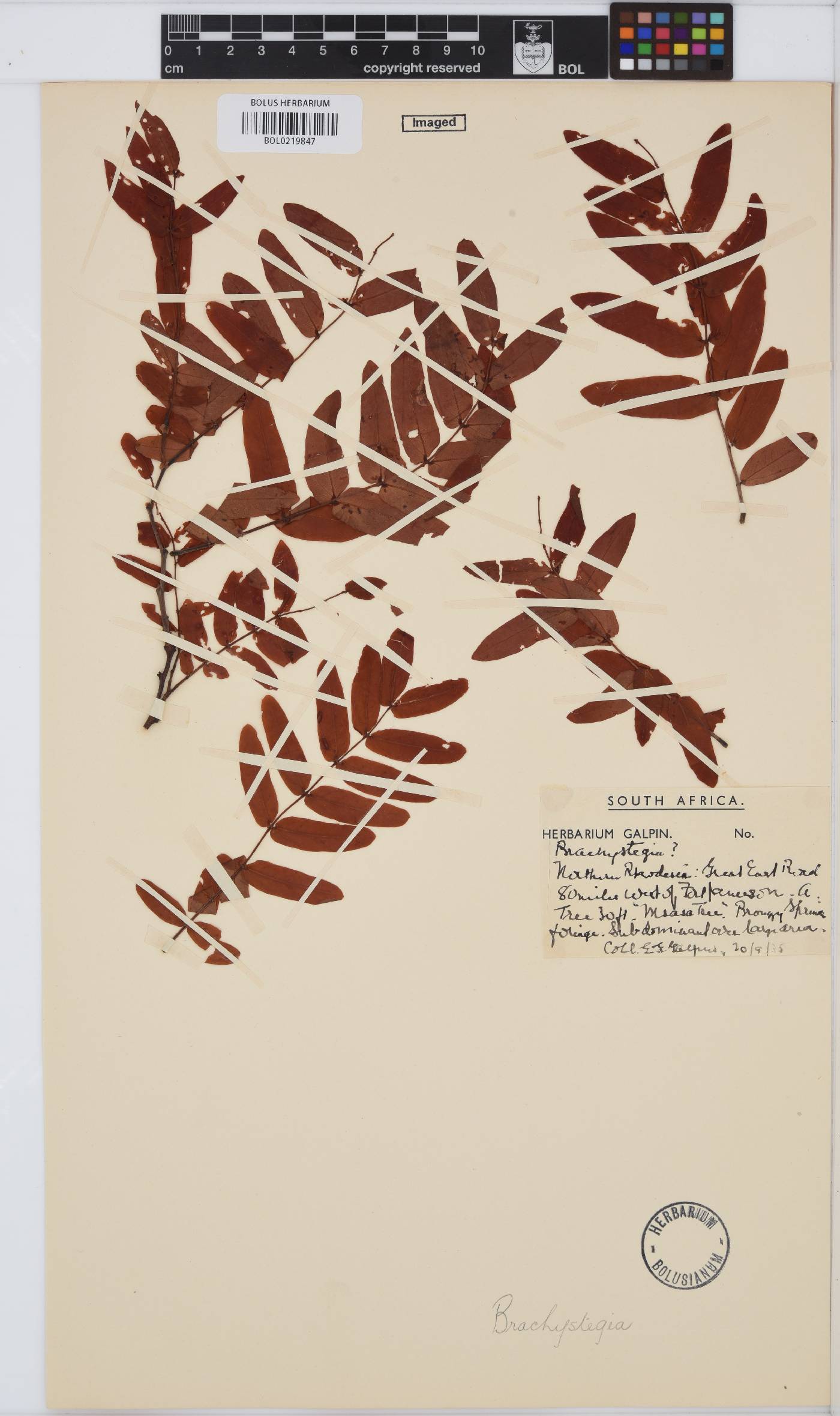 Brachystegia image